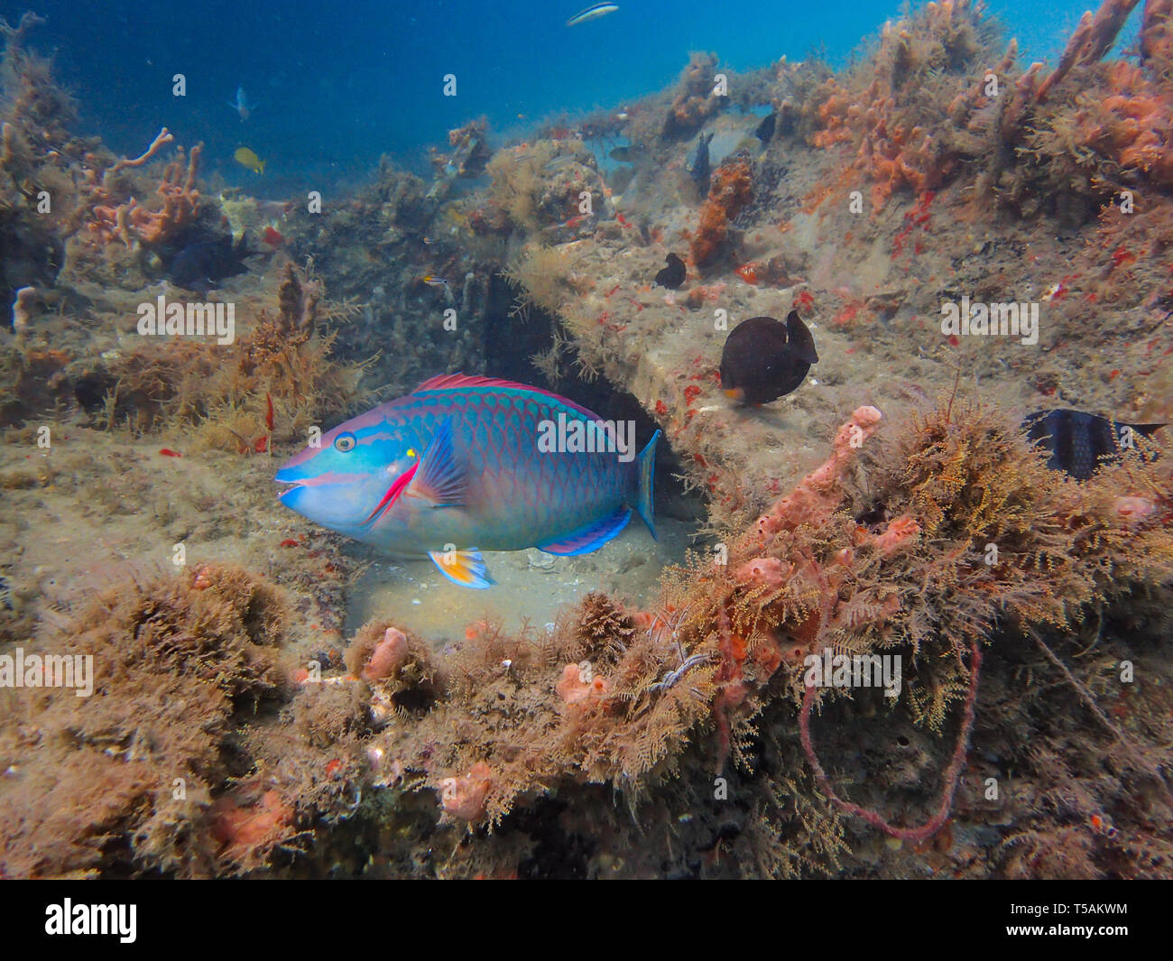A Queen Parrotfish, Scarus vetula, swimming along a artificial reef in south Florida. Stock Photo