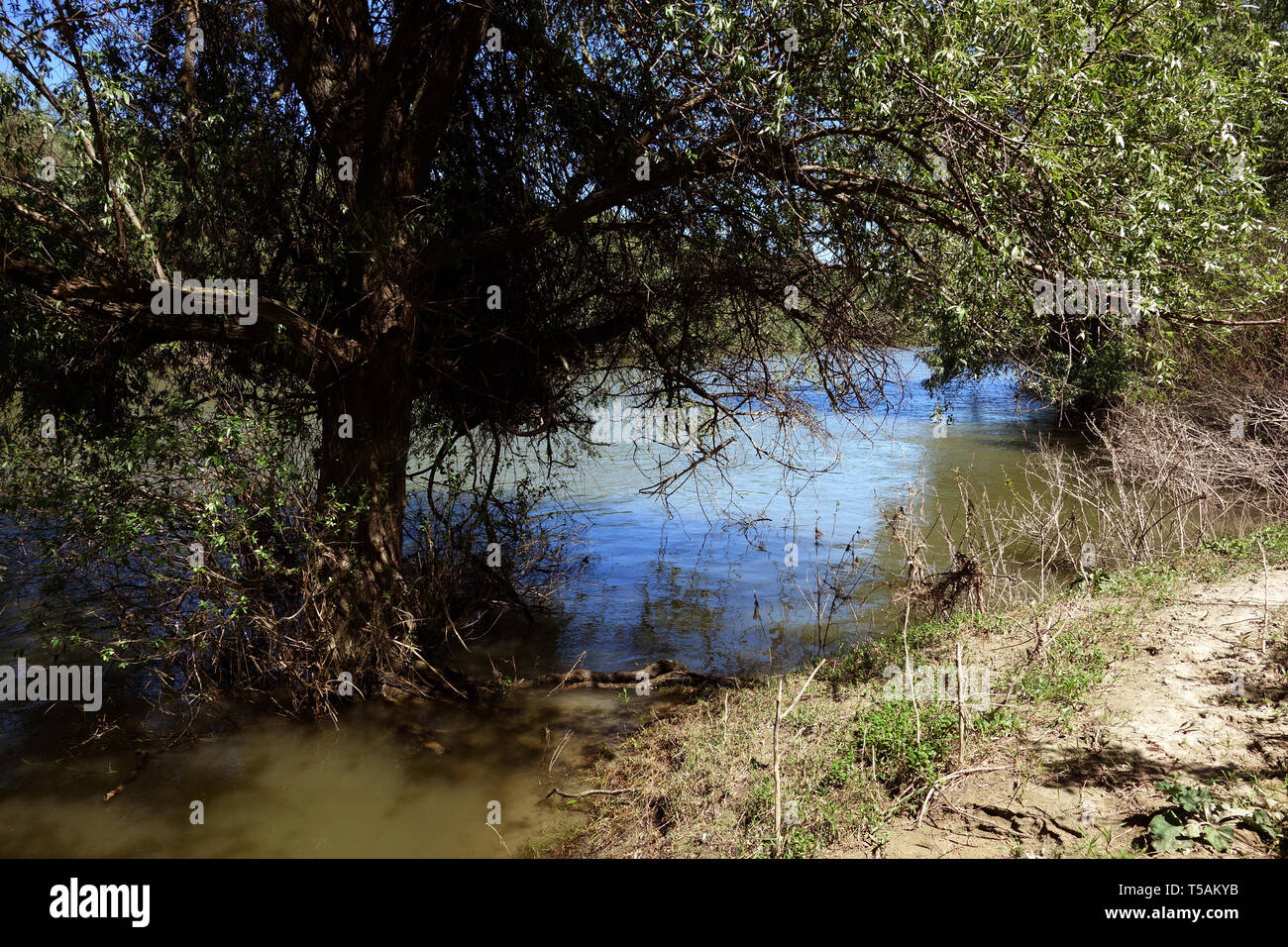 Willows trees hires stock photography and images Alamy