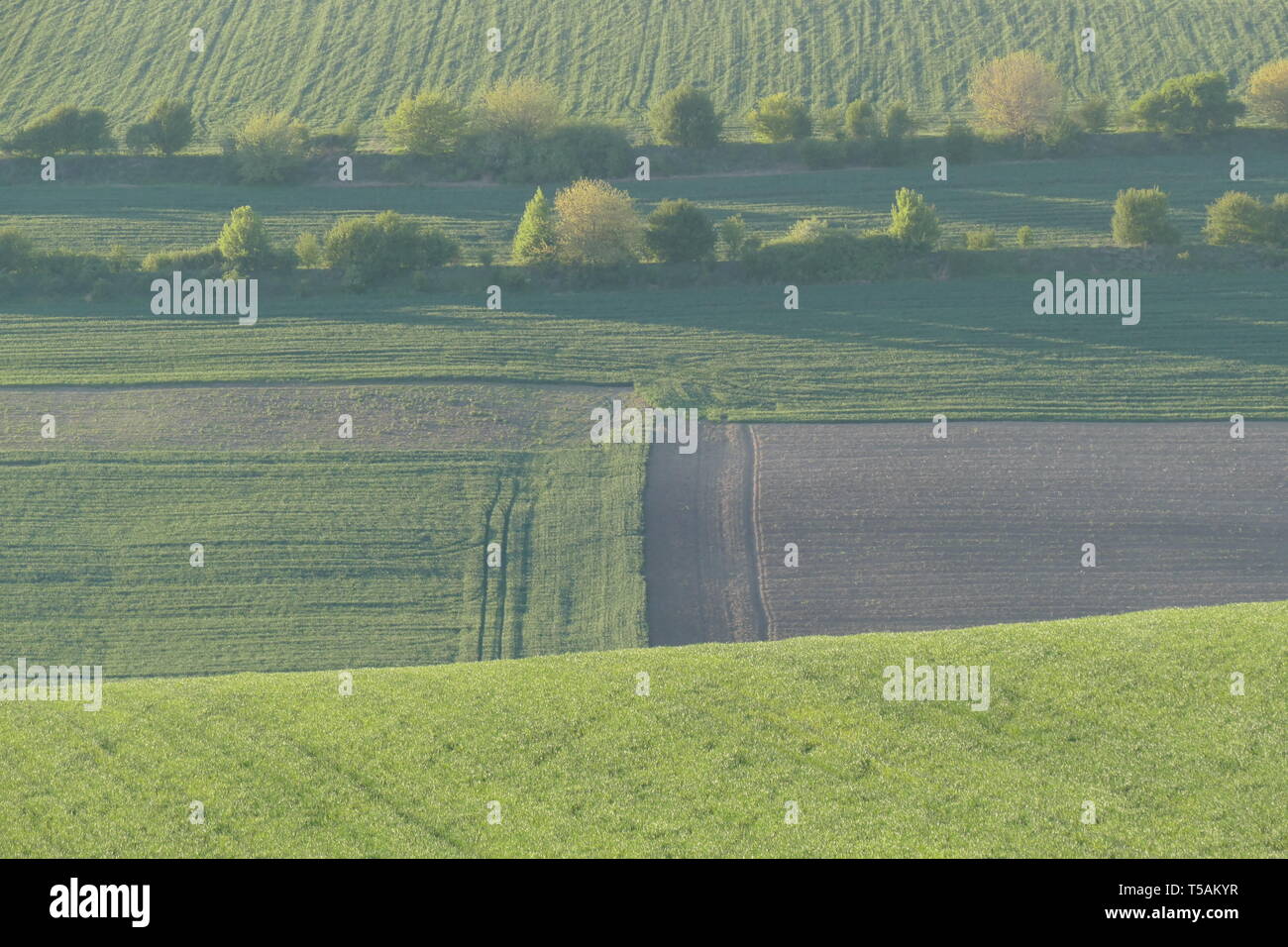 Agricultural land. Treated fields in the plane. Growing wheat. Beautiful psyz. Stock Photo