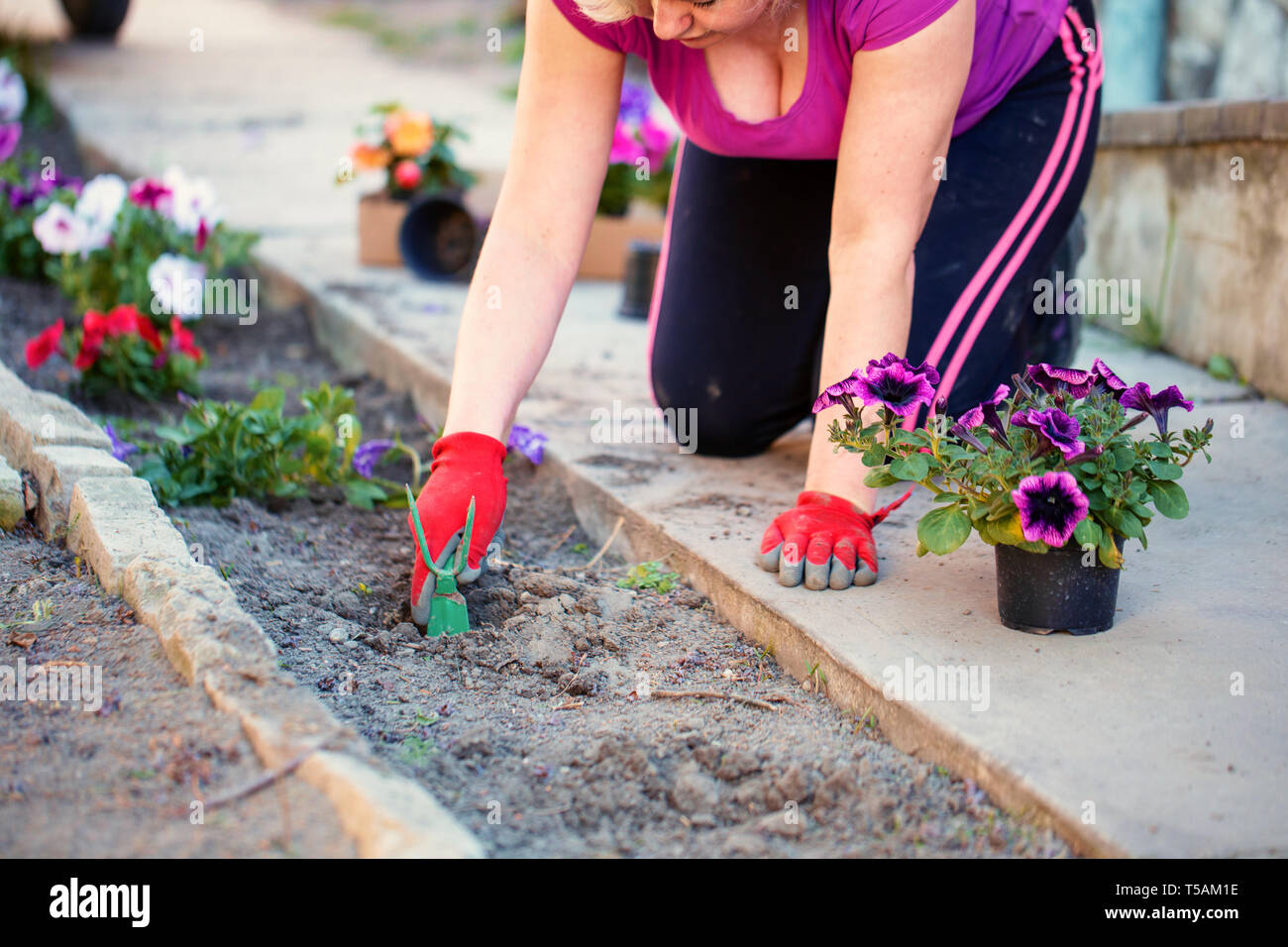 Blonde gardener farmer woman planting flowers in garden Stock Photo
