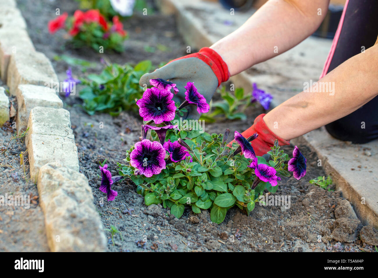 Woman hands in gardener gloves showing planted flowers Stock Photo