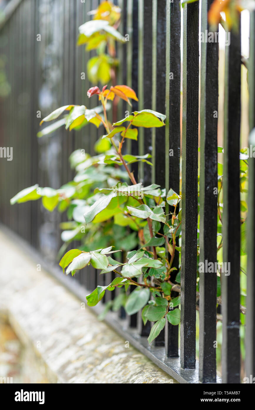 Rose growing through iron railings Stock Photo