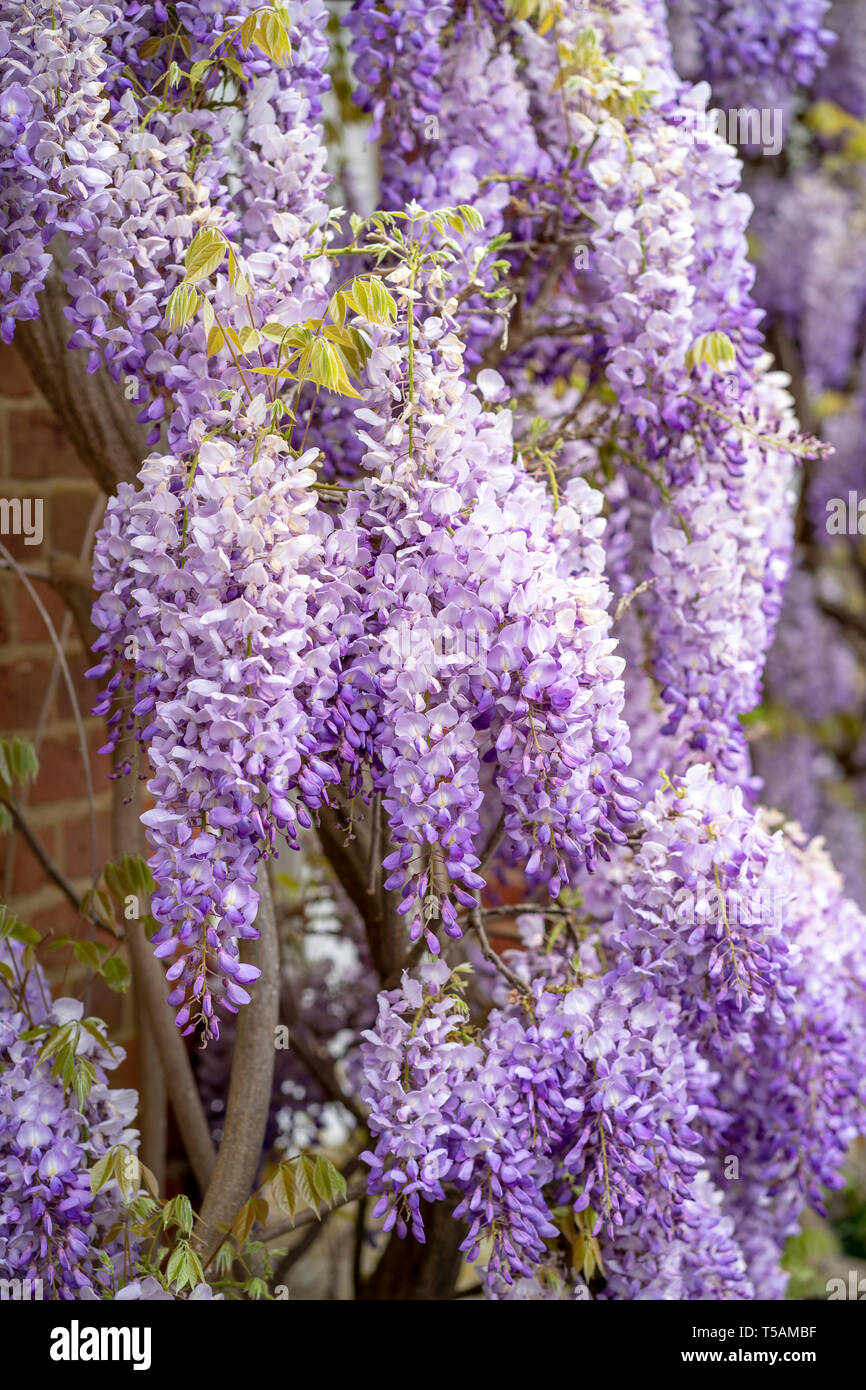 Wisteria branches hires stock photography and images Alamy
