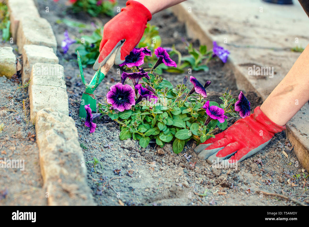 Gardener hands planting flowers outdoors into soil Stock Photo