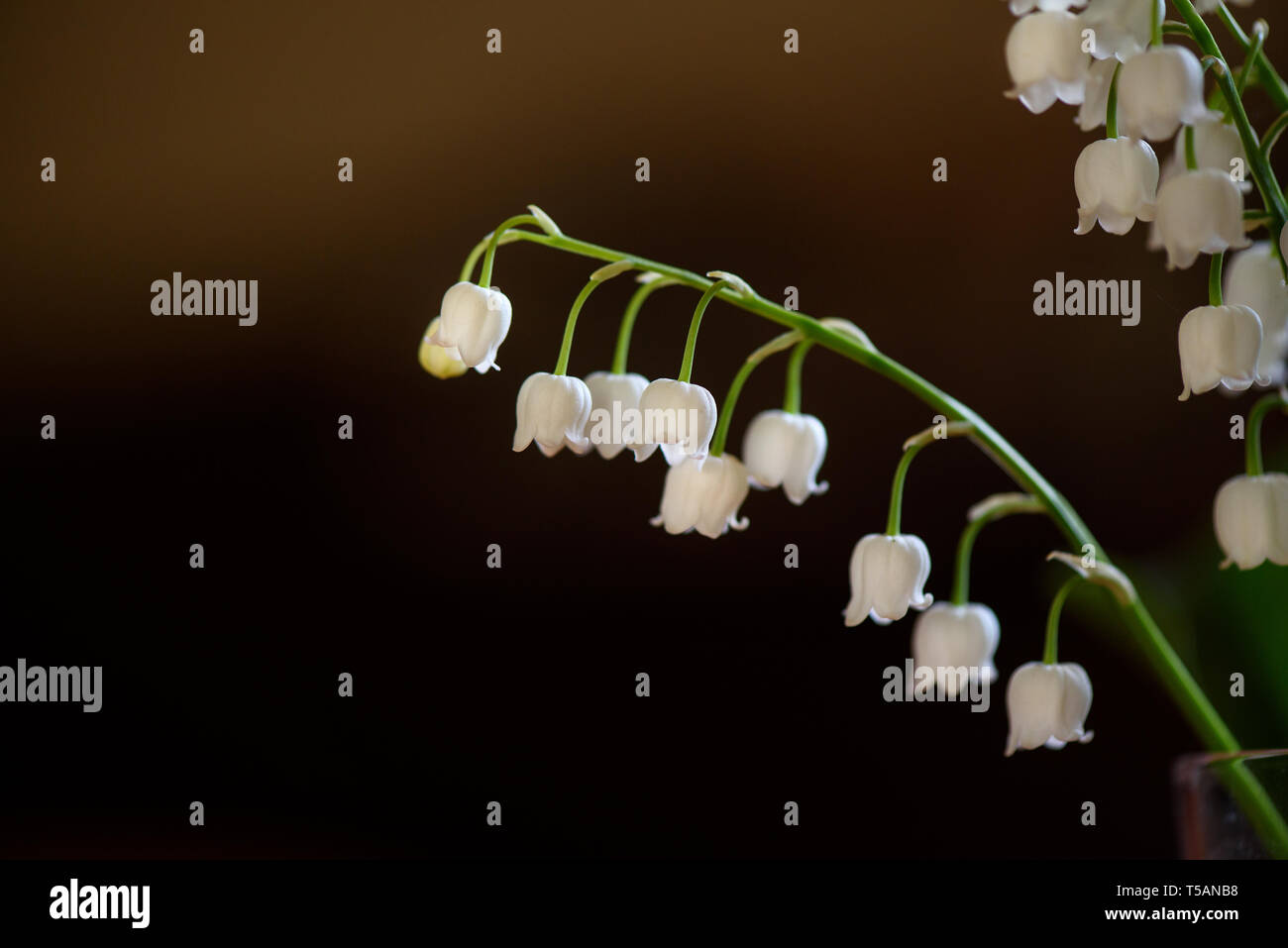Withe Trush White Trush Flower (Convallaria majalis) o Lily Flower Stock Photo - Alamy