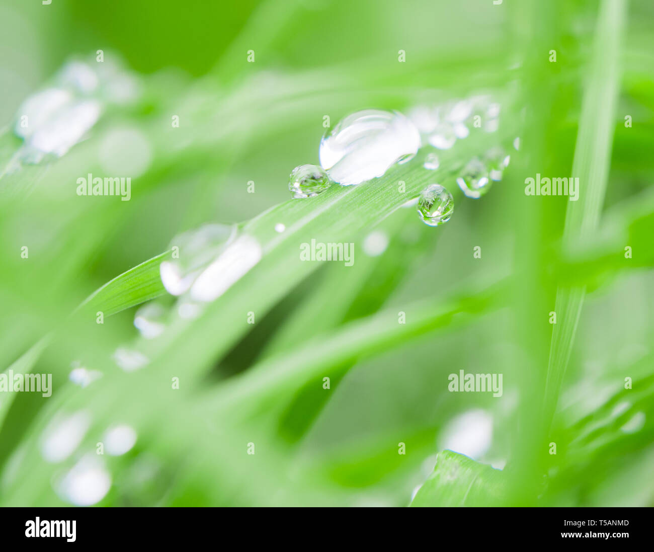 Raindrops grass blade of grass hi-res stock photography and images - Alamy