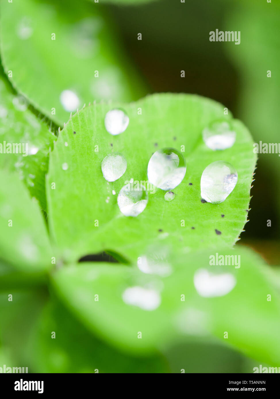 Raindrops on a clover leaf after rain, Madeira island, Portugal. Close up. Stock Photo