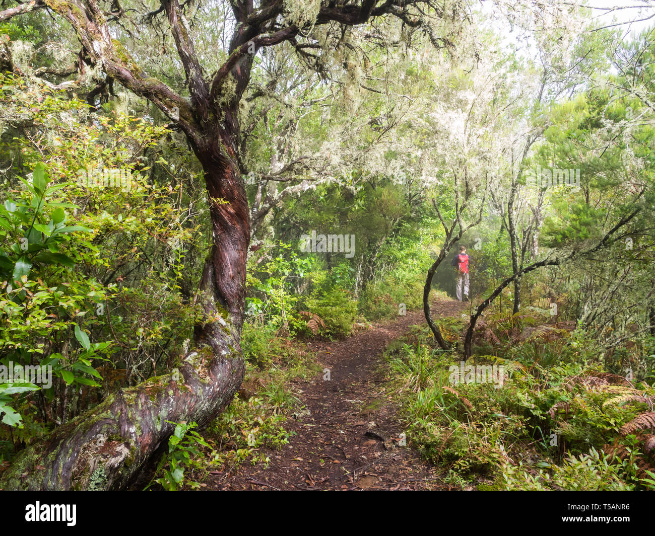 Young man walking on a path in a forest on the Madeira Island, Portugal. Stock Photo