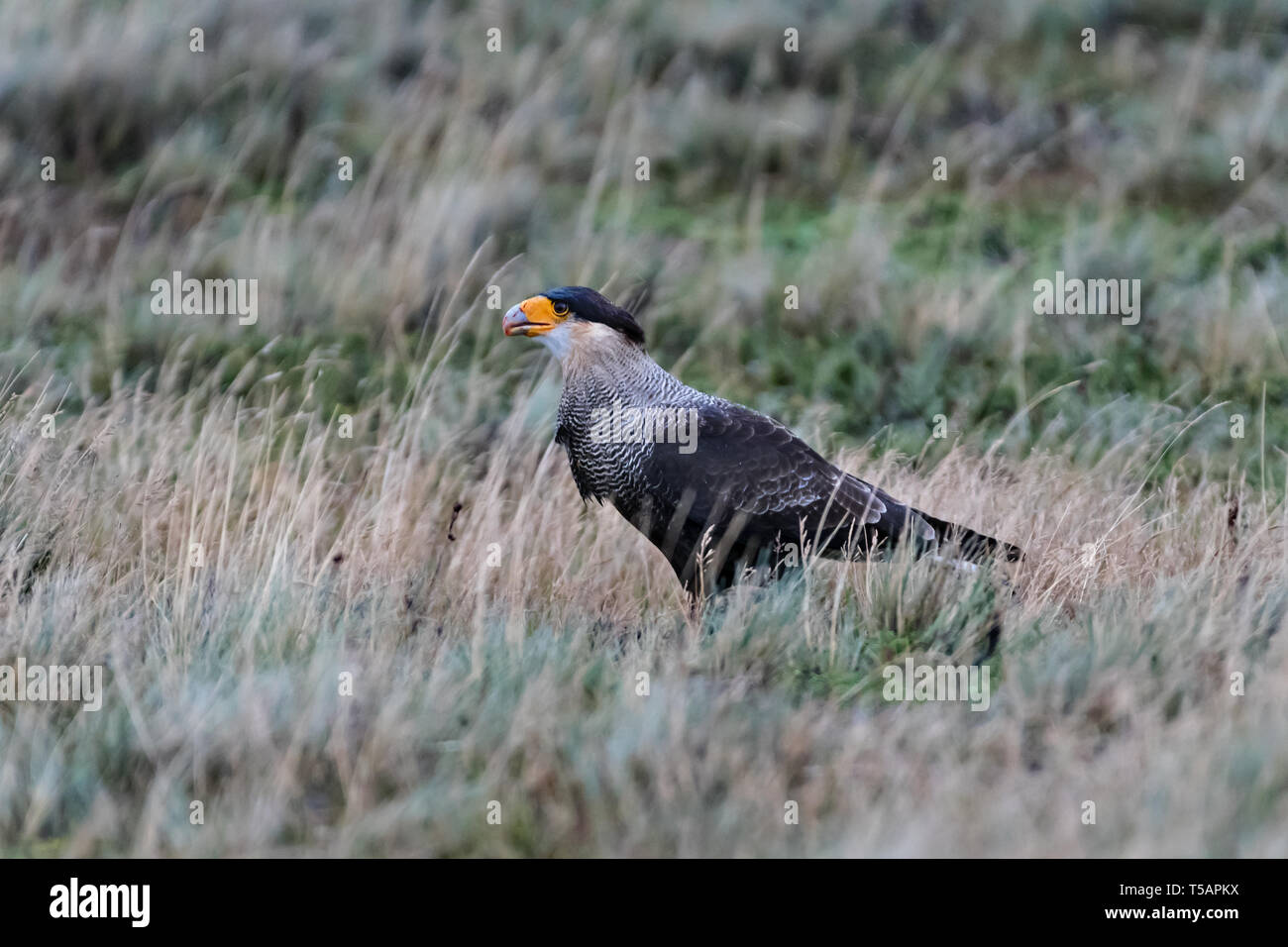 Argentine chilean fauna hi-res stock photography and images - Alamy