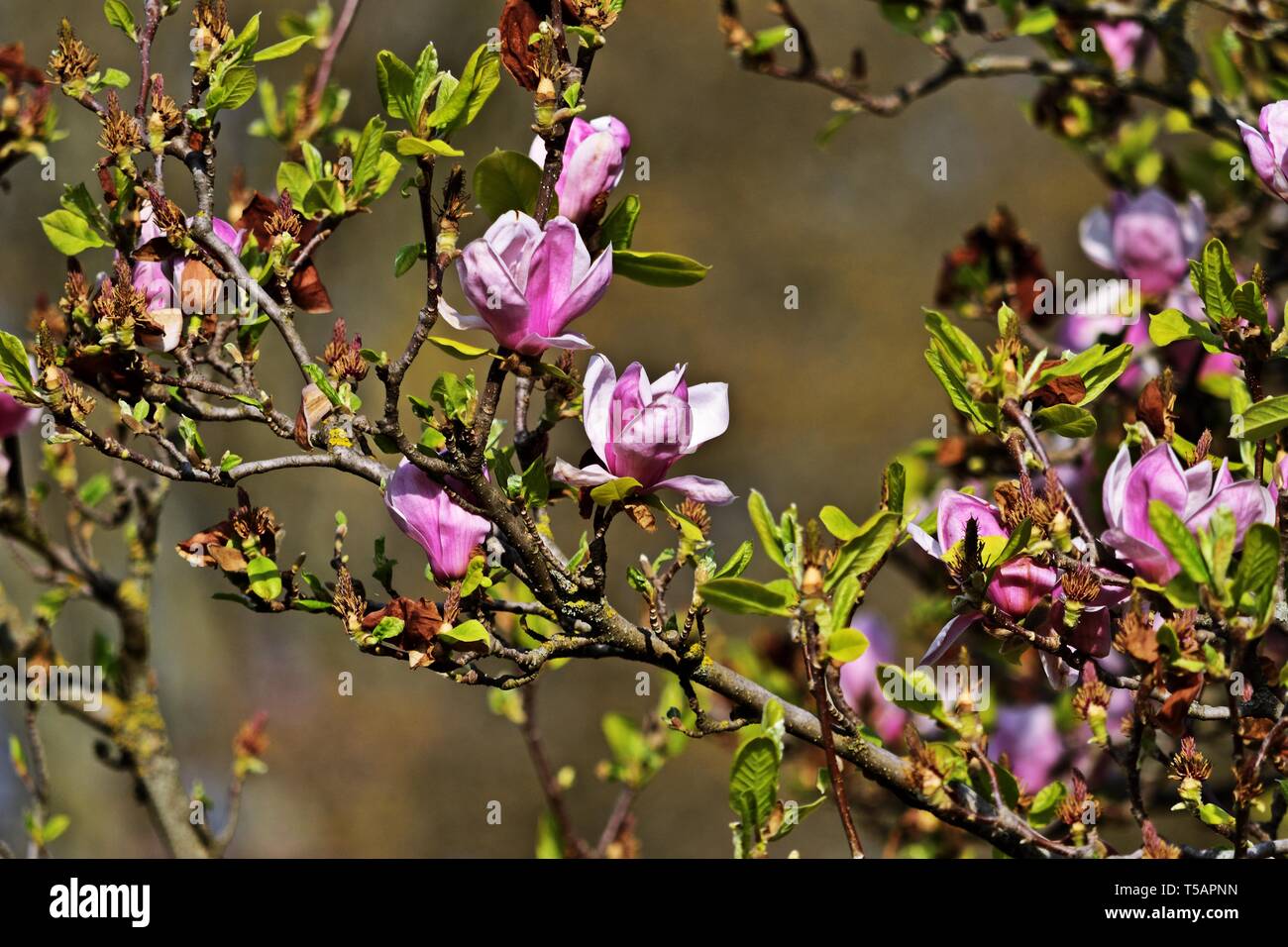 Magnolia tree in blossom Stock Photo