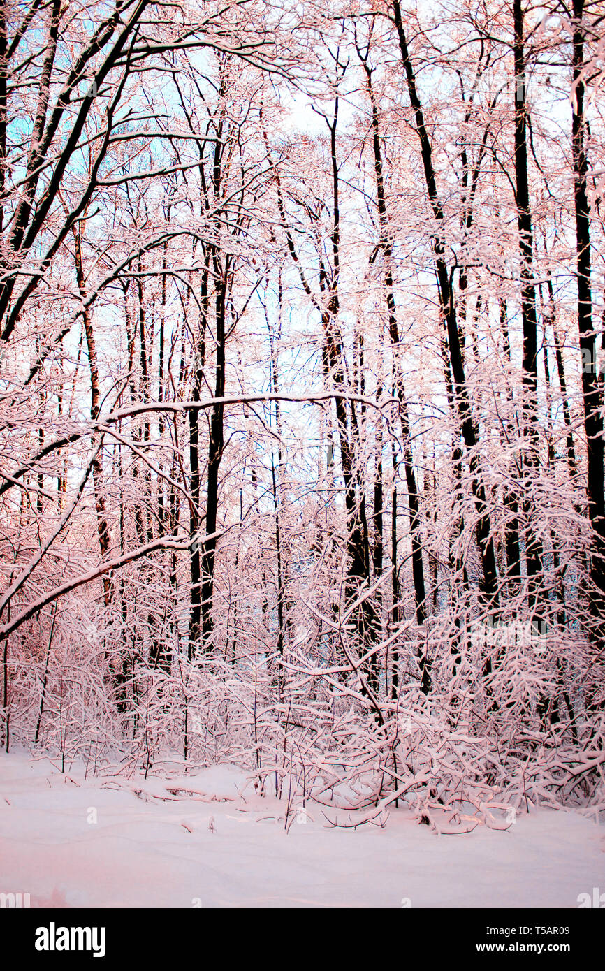 path in the woods with trees and snow with sun Stock Photo - Alamy