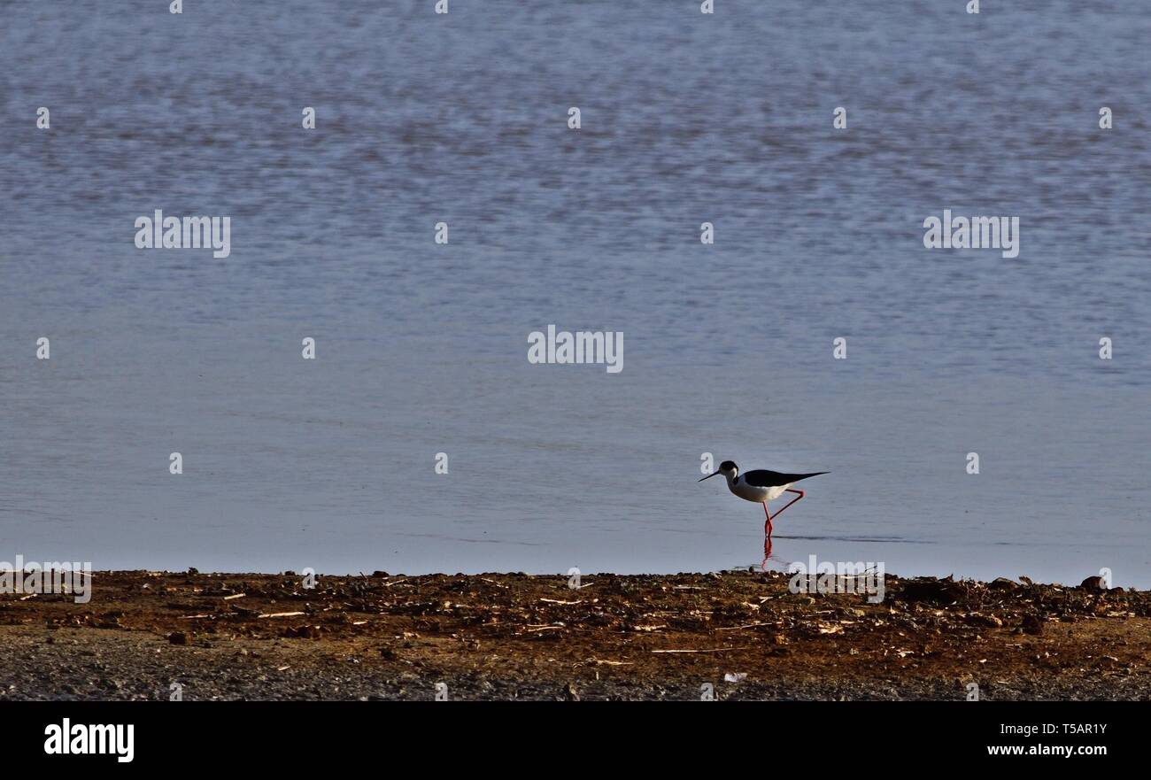 Lonely wading bird walking in shallow water in Hungary Stock Photo