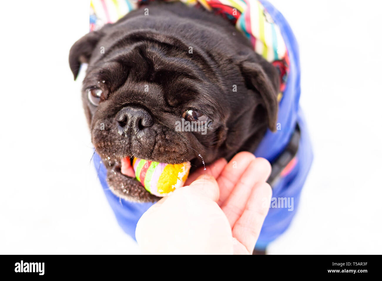black pug jacket winter Stock Photo Alamy
