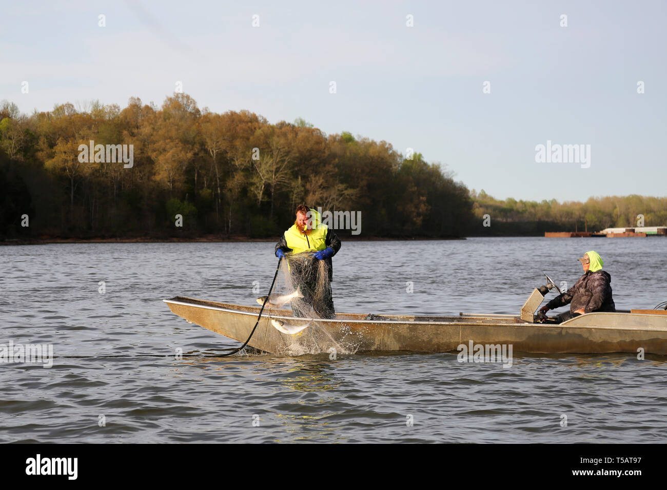 Wickliffe, USA. 22nd Apr, 2019. Local fishermen work on the Kentucky Lake, Kentucky, the United States, on April 12, 2019. The birth of an industrial park devoted to Asian carp processing in the southeastern U.S. state of Kentucky has added to hopes that its prowess in turning the bony fish into delicacy increases the odds of winning the battle against the invasive fish in the Mississippi River. Credit: Xu Xingtang/Xinhua/Alamy Live News Stock Photo