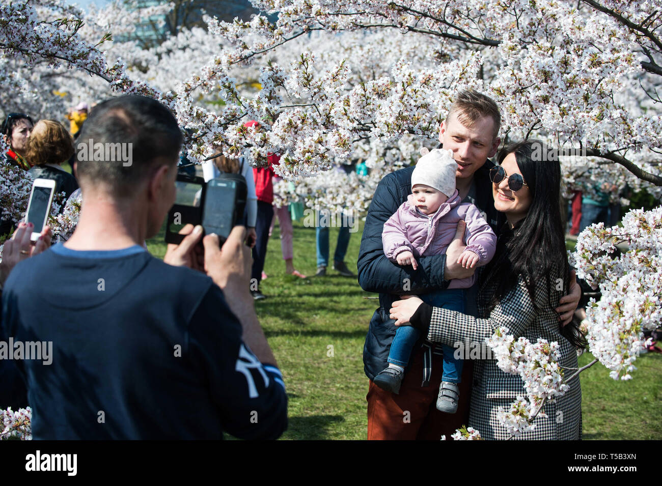 Vilnius Lithuania 22nd Apr 19 A Family Pose For Pictures At A Park With Cherry Blossoms Vilnius Lithuania 22nd Apr 19 A Family Pose For Pictures At A Park With Cherry Blossoms