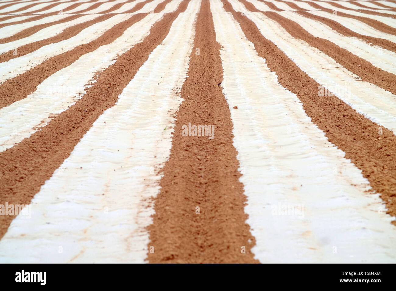Barcombe, East Sussex, UK. 23rd Apr, 2019. Miles of plastic sheeting creates geometric patterns in farmland. The sheeting is used to help speed up germination of maize crops. Credit: Peter Cripps/Alamy Live News Stock Photo
