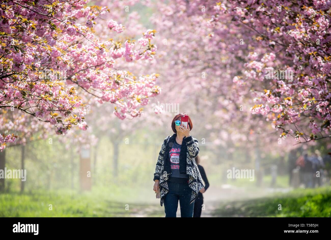 Berlin Germany 23rd Apr 2019 A Tourist Films The Cherry Blossom Berlin Germany 23rd Apr 2019 A Tourist Films The Cherry Blossom