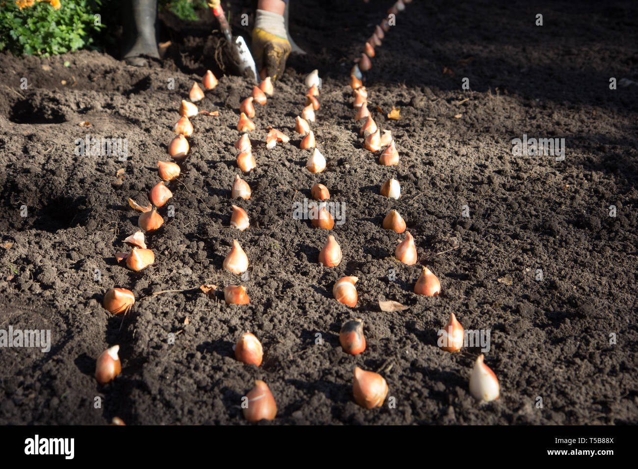 row of flower bulbs Stock Photo Alamy