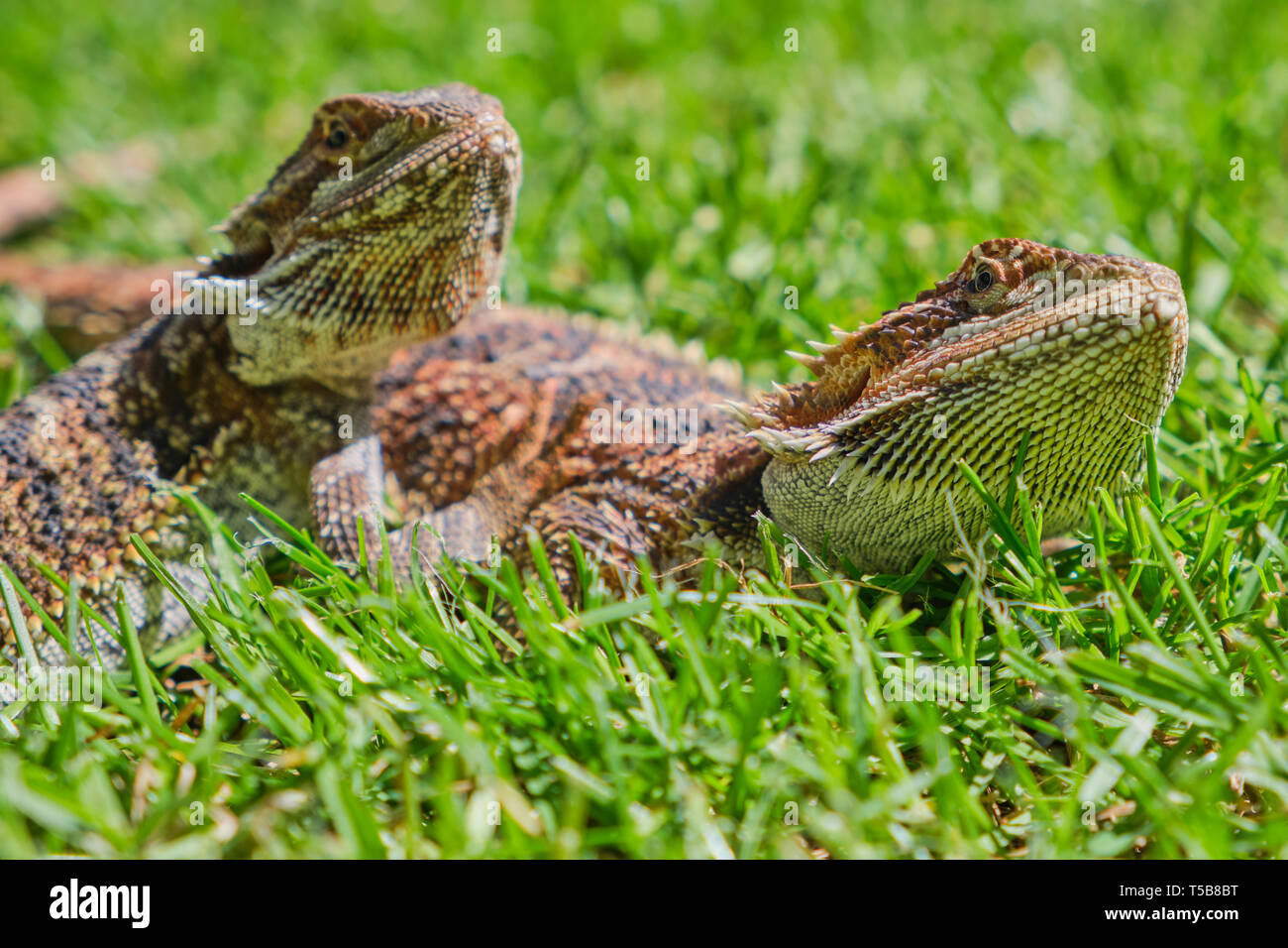 macro of male and female bearded dragons together in the green grass on a sunny day Stock Photo