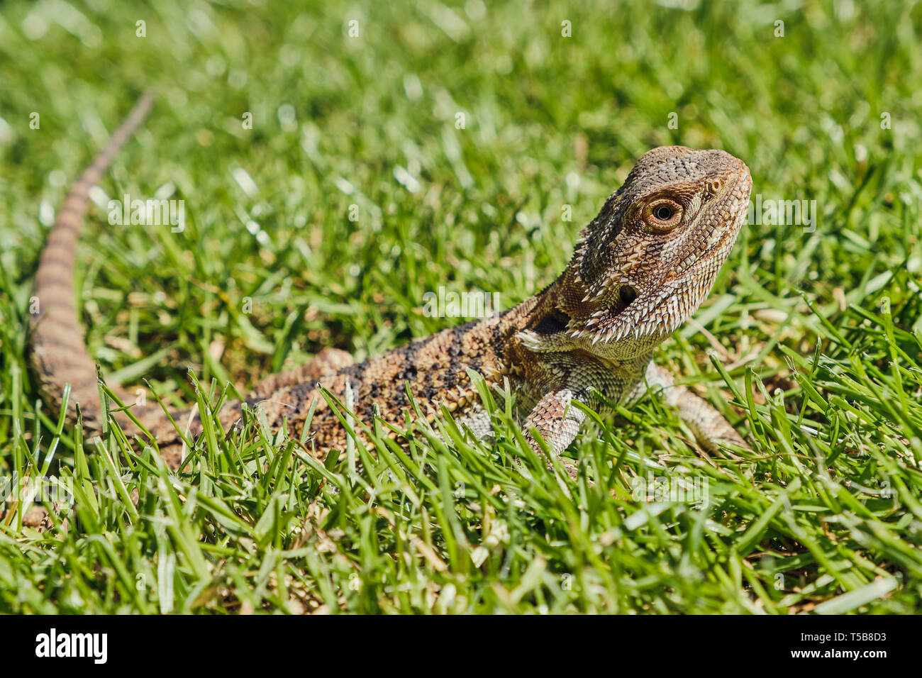 one young bearded dragon lying in the grass Stock Photo