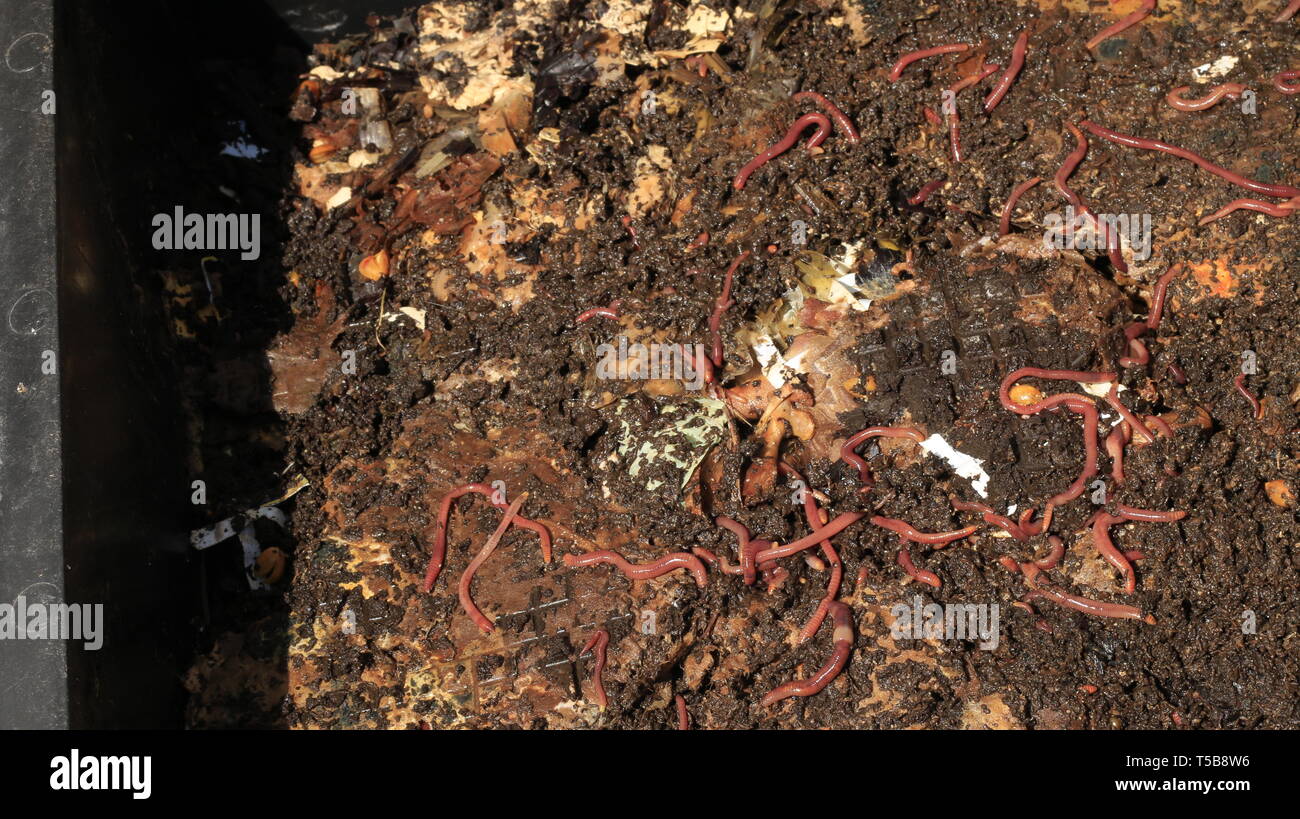 red worms in compost bait for fishing Stock Photo Alamy