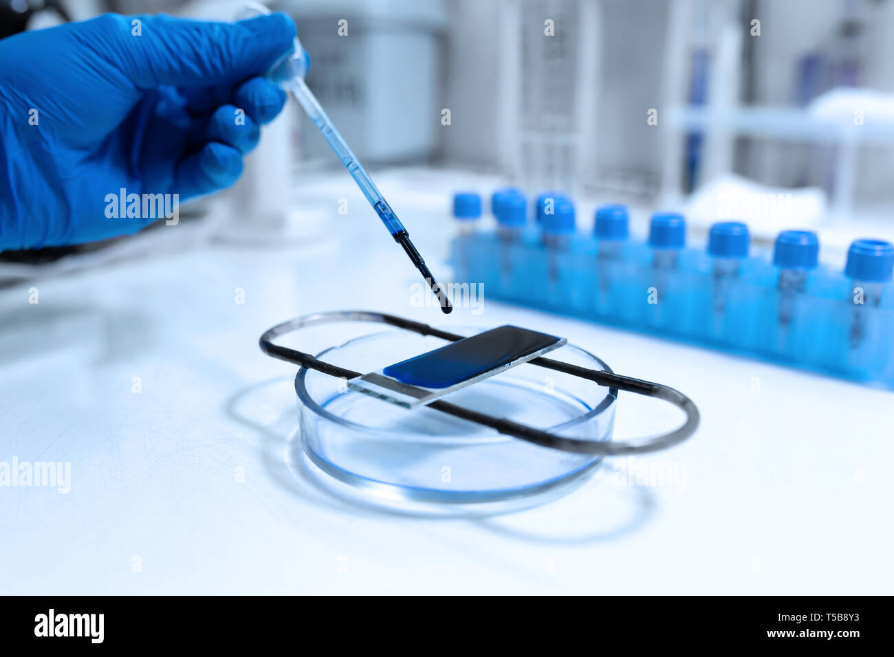 scientist prepare blood sample for research on microscope. Placing