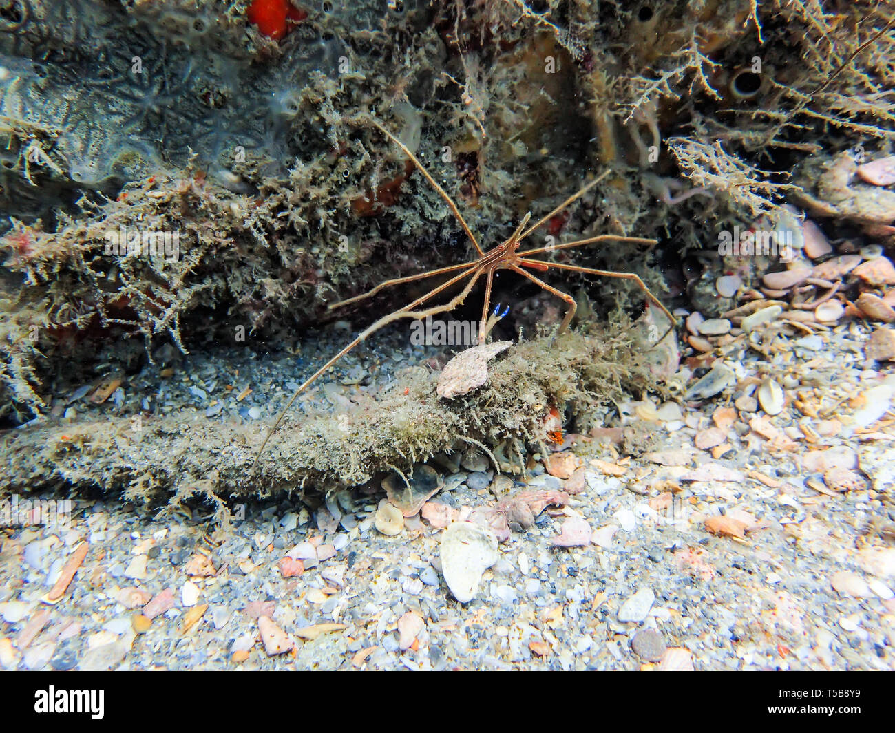Stenorhynchus seticornis, the yellowline arrow crab, sitting on a rock on the ocean floor. Stock Photo
