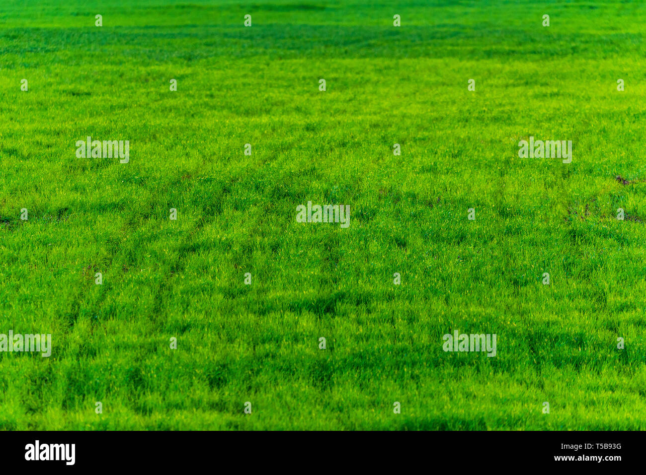 Green grass texture from a field. Natural background Stock Photo
