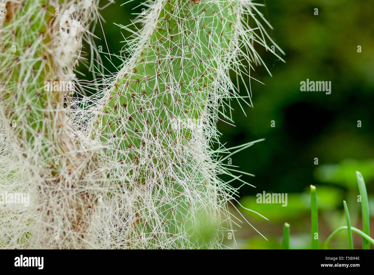 Cactuses closeup. Opuntia pads, prickly pear cactus, exotic botanical