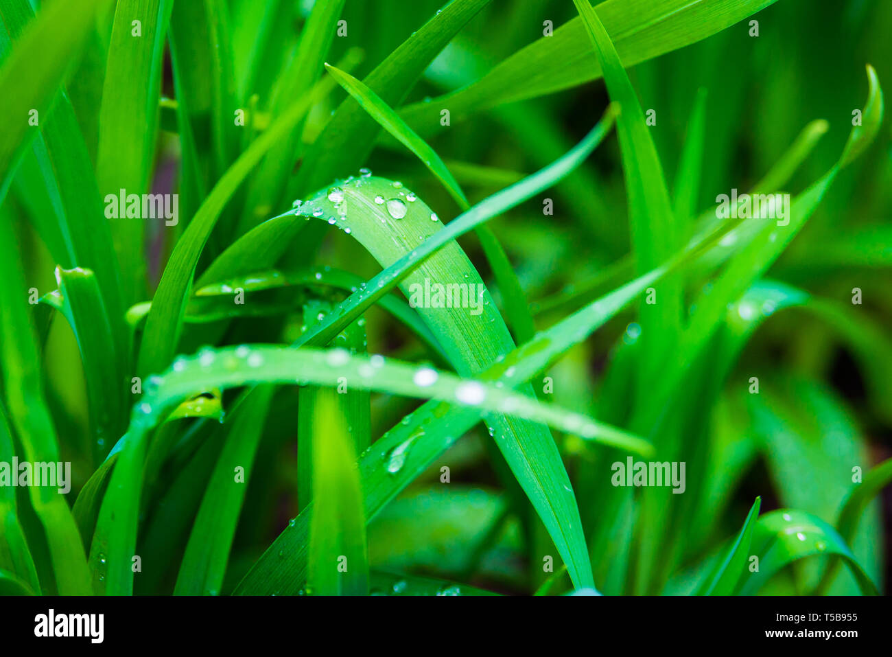 Beautiful green leaf texture with drops of water Stock Photo - Alamy