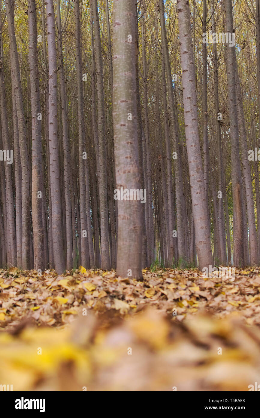 Fallen autumn leaves in the forest ground Stock Photo - Alamy