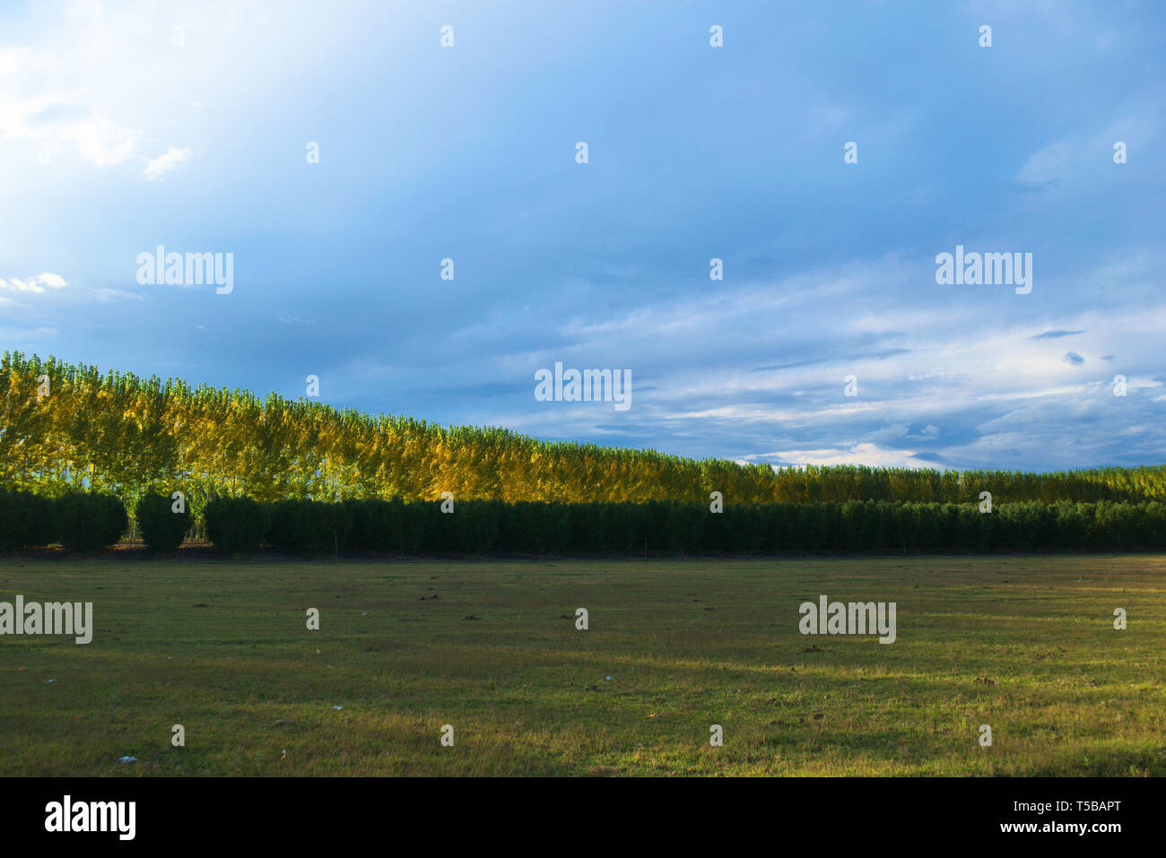 Open fields in Mendoza, Argentina. An open field sorrounded by treelines and orchards Stock
