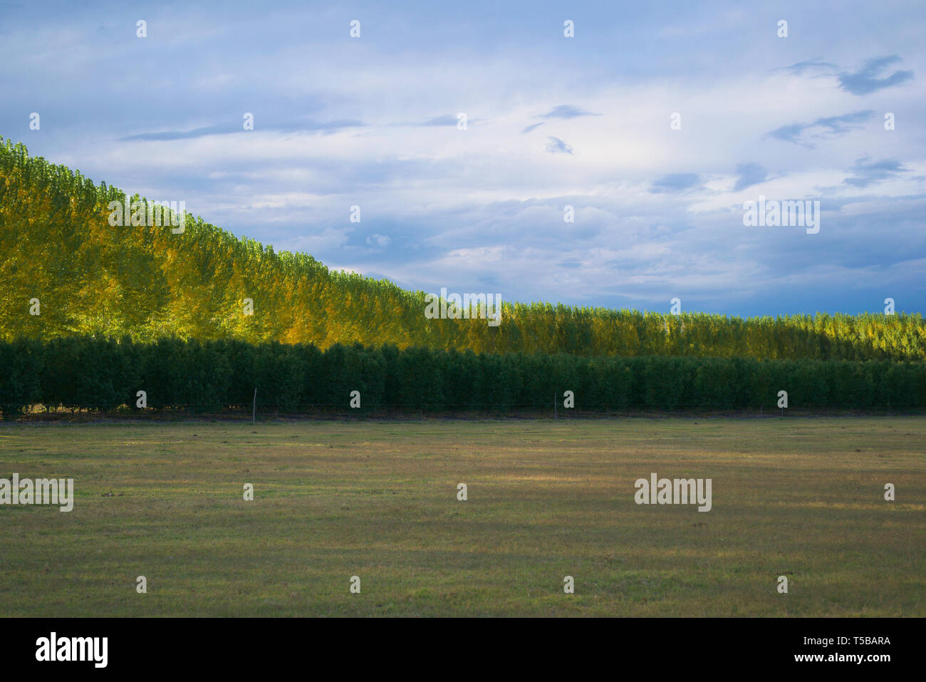Open fields in Mendoza, Argentina. An open field sorrounded by treelines and orchards Stock