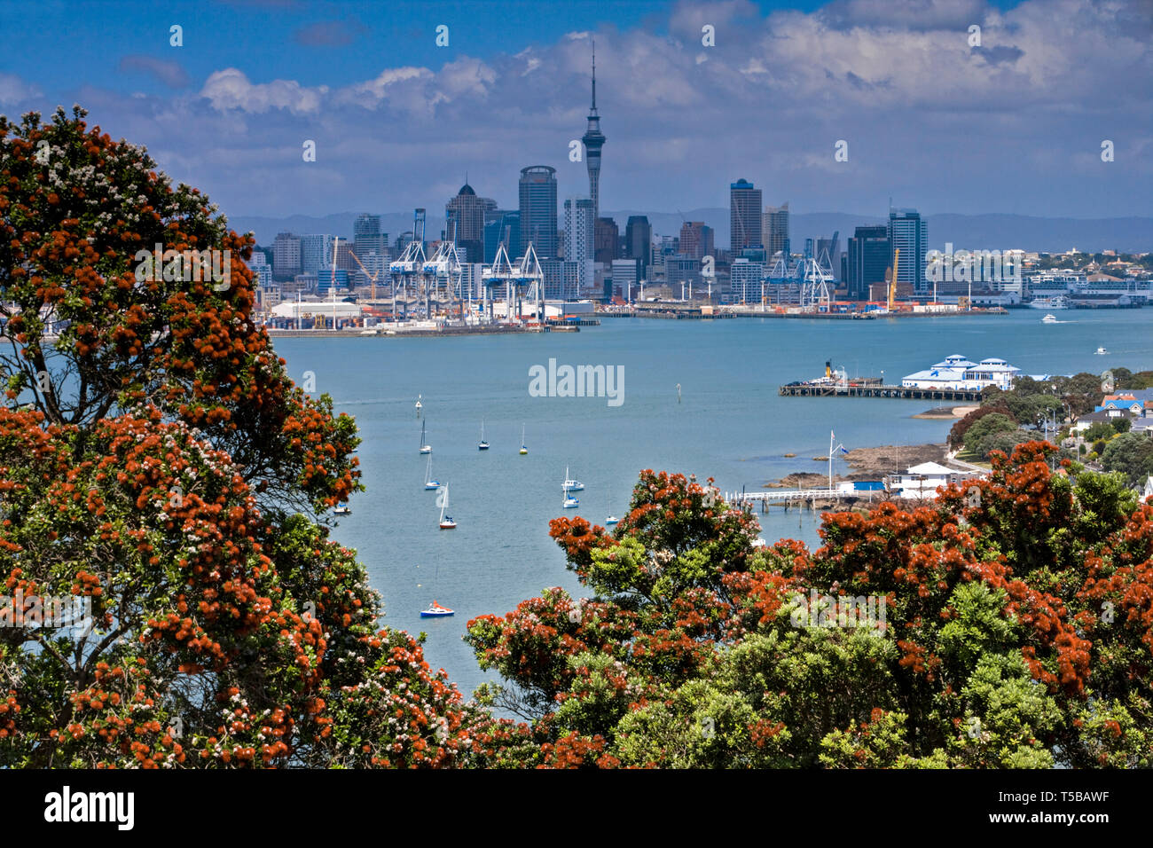 Pohutukawa, the New Zealand Christmas Tree in bloom frames Auckland