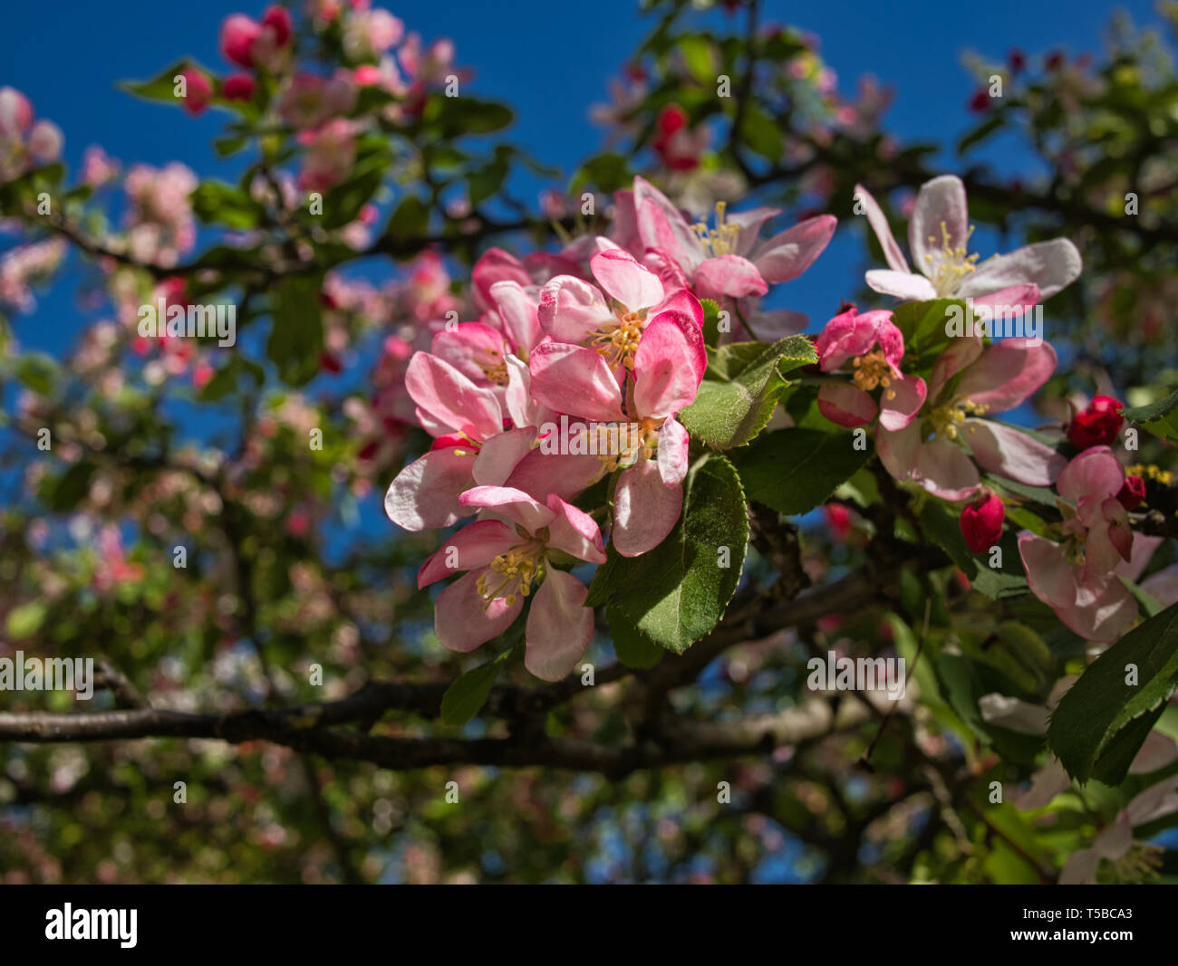 Apple tree leaves hires stock photography and images Alamy