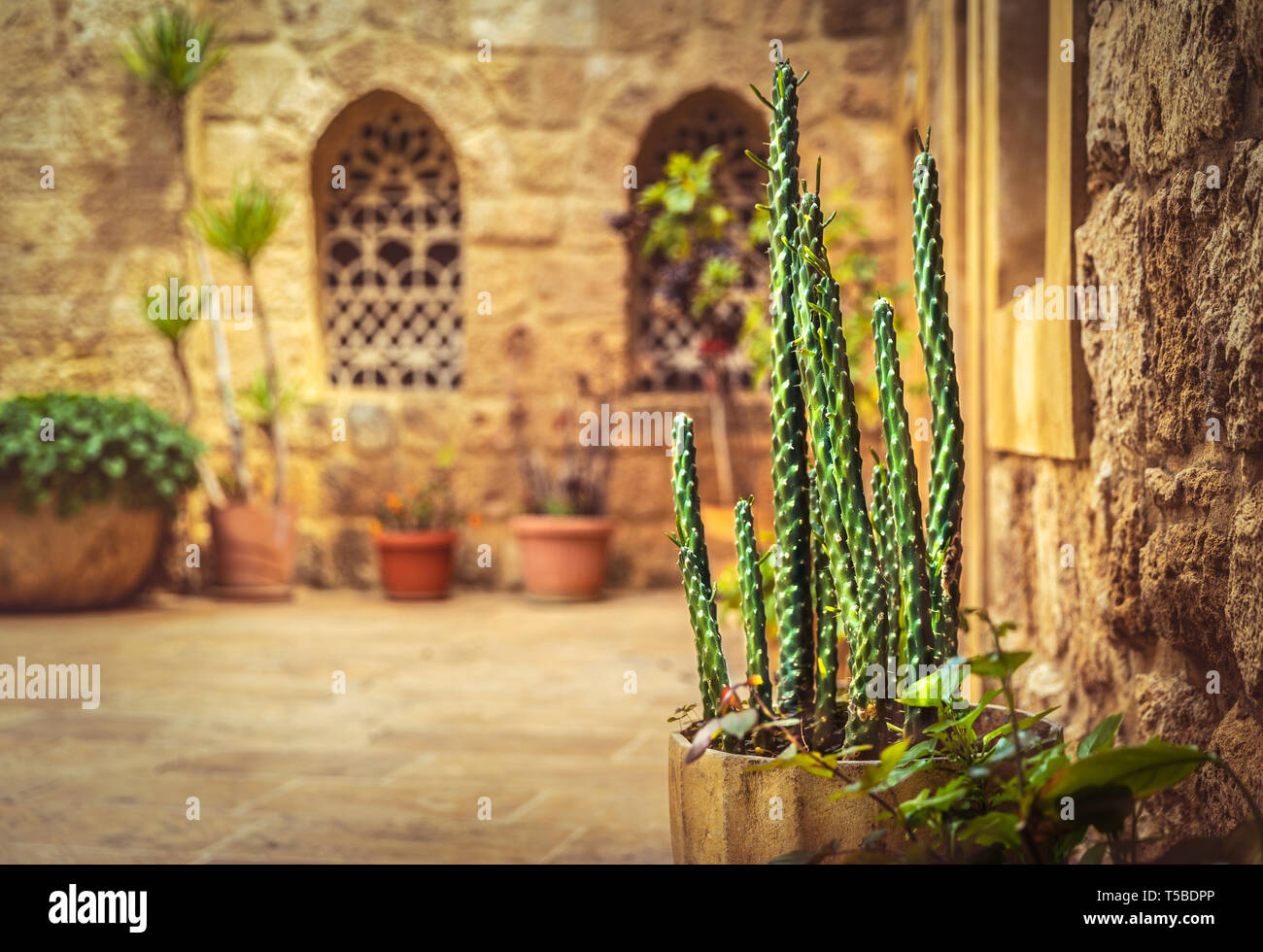 Beautiful yard of a church with fresh cactus in pot, old christian  monastery, tourist attraction, Lebanon ancient architecture Stock Photo -  Alamy