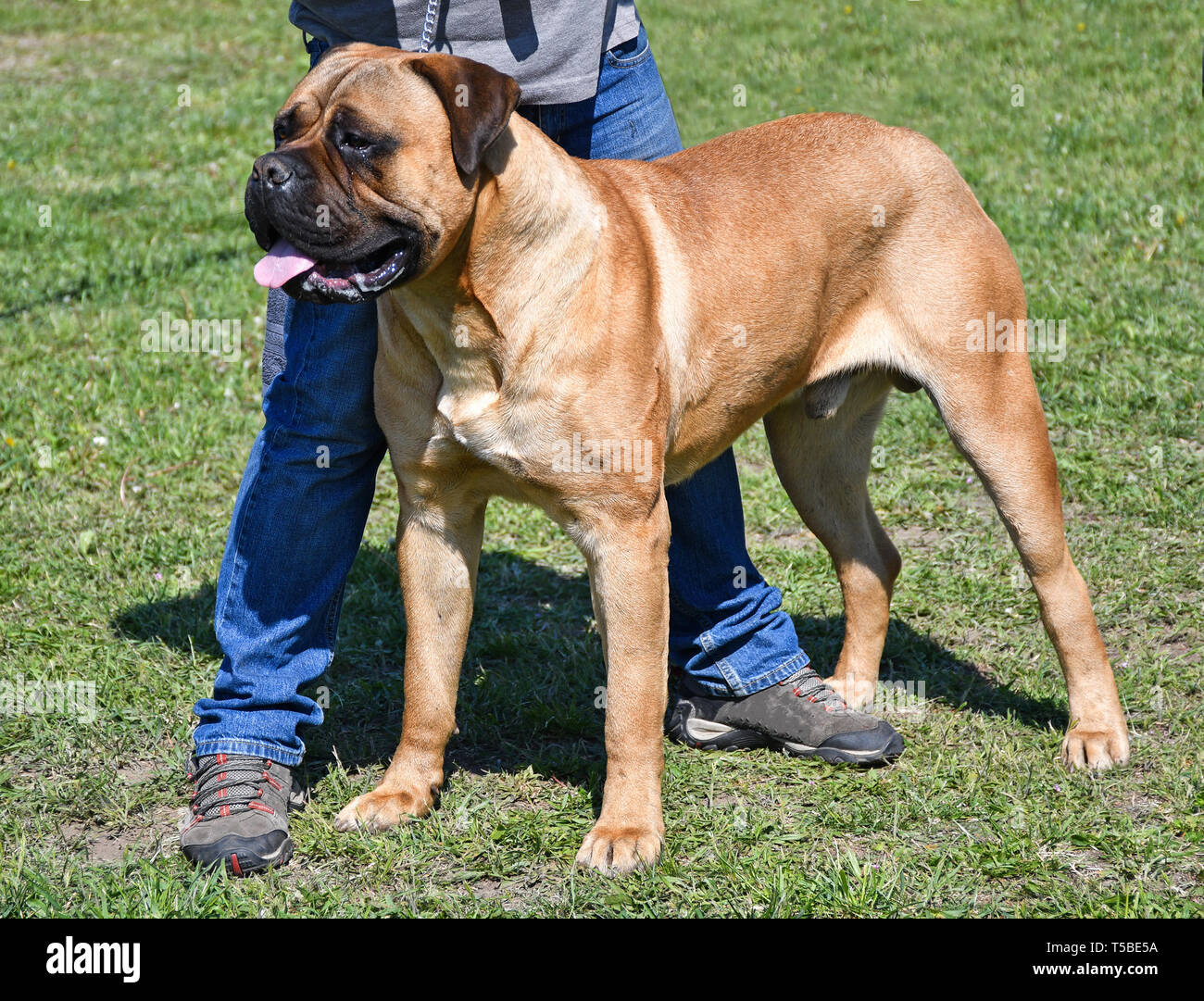 Large bull mastiff dog Stock Photo - Alamy