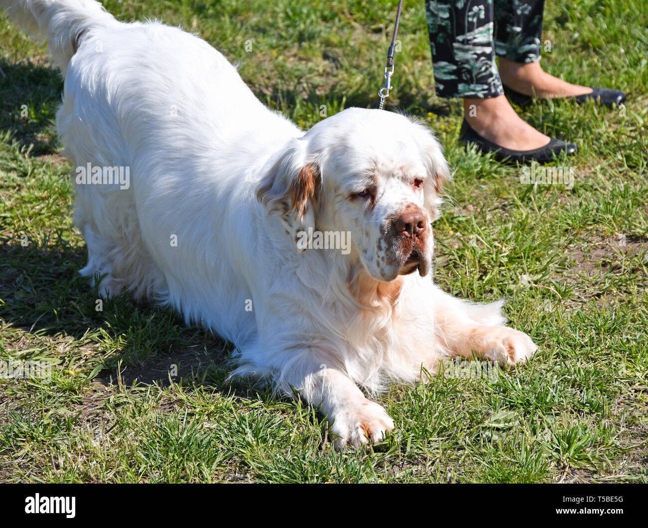 Clumber spaniel dog outdoor Stock Photo