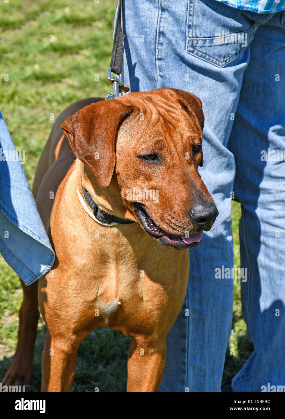 Rhodesian ridgeback nose hi-res stock photography and images - Alamy