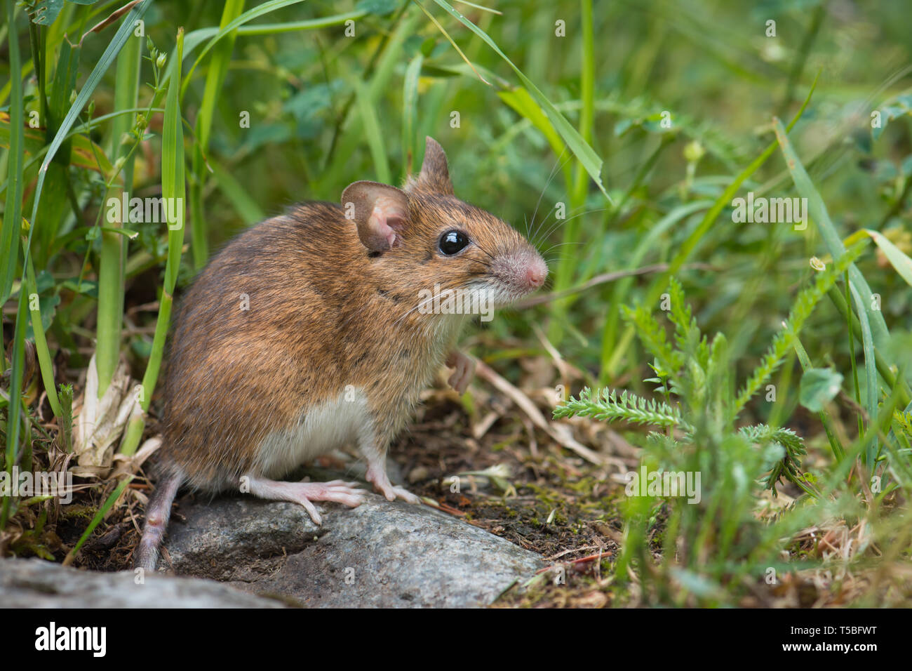 Mouse comes out of its ground burrow Stock Photo