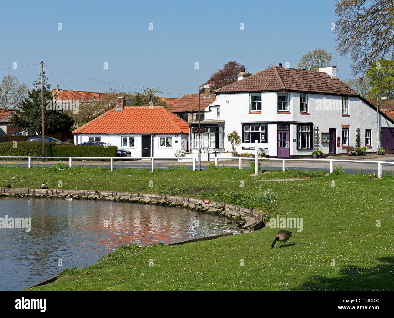 Pond in the village of Burton Fleming, East Yorkshire, England UK Stock  Photo - Alamy