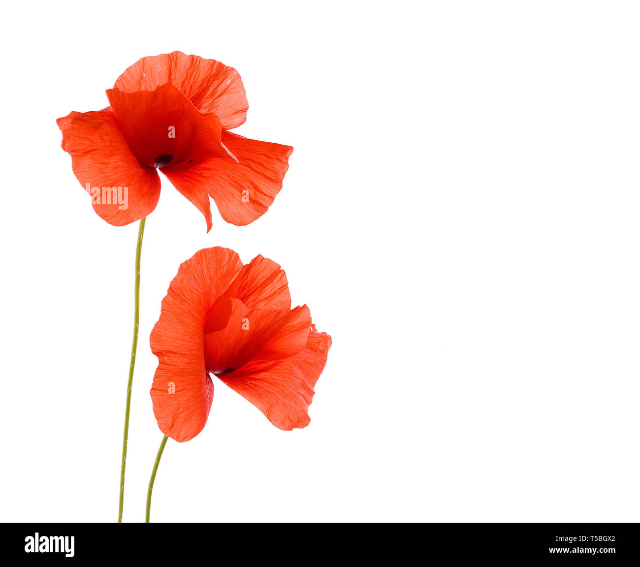 Poppy flower isolated on white background with copy space Stock Photo ...