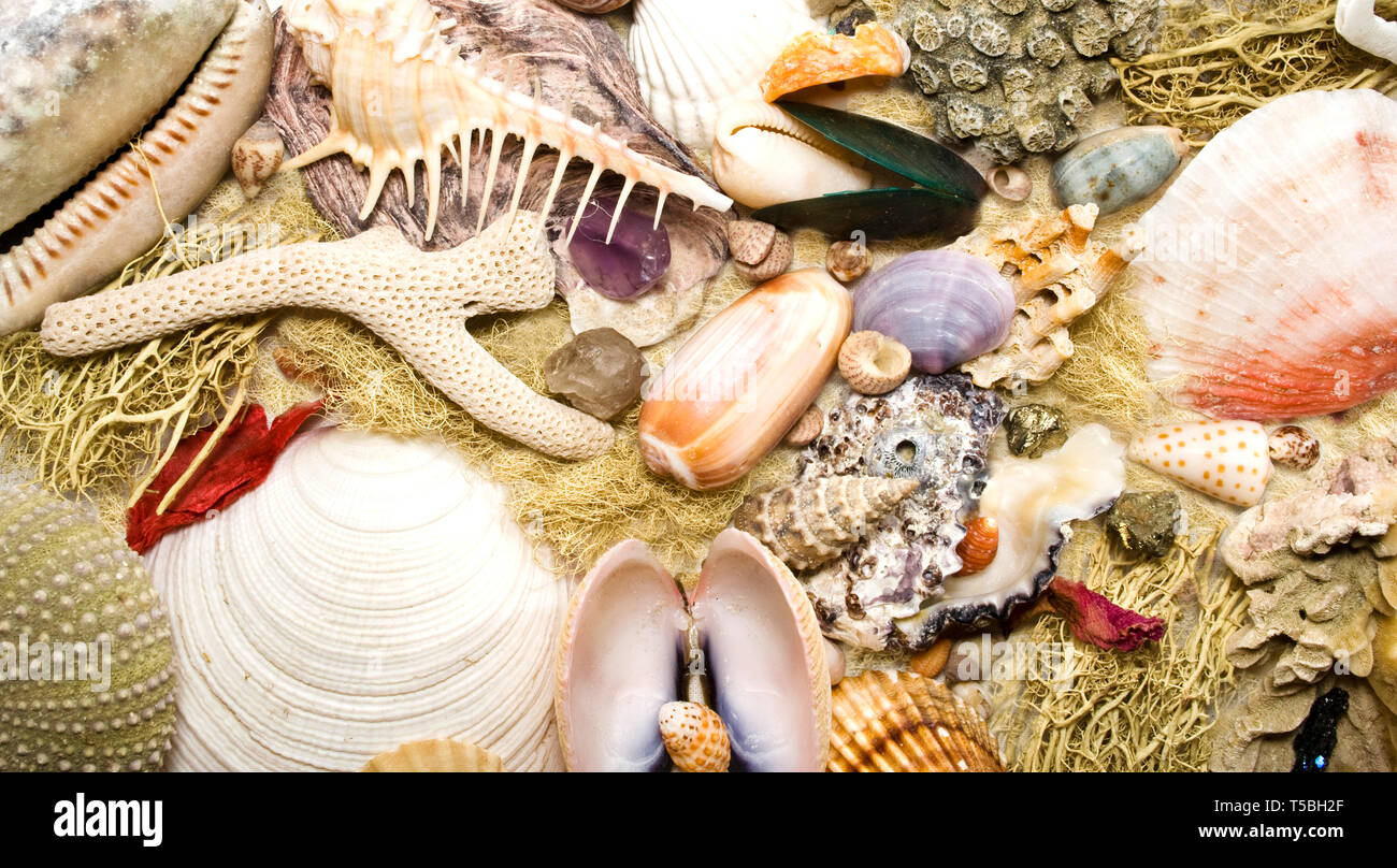 Shell background - colorful mix shell texture Stock Photo - Alamy