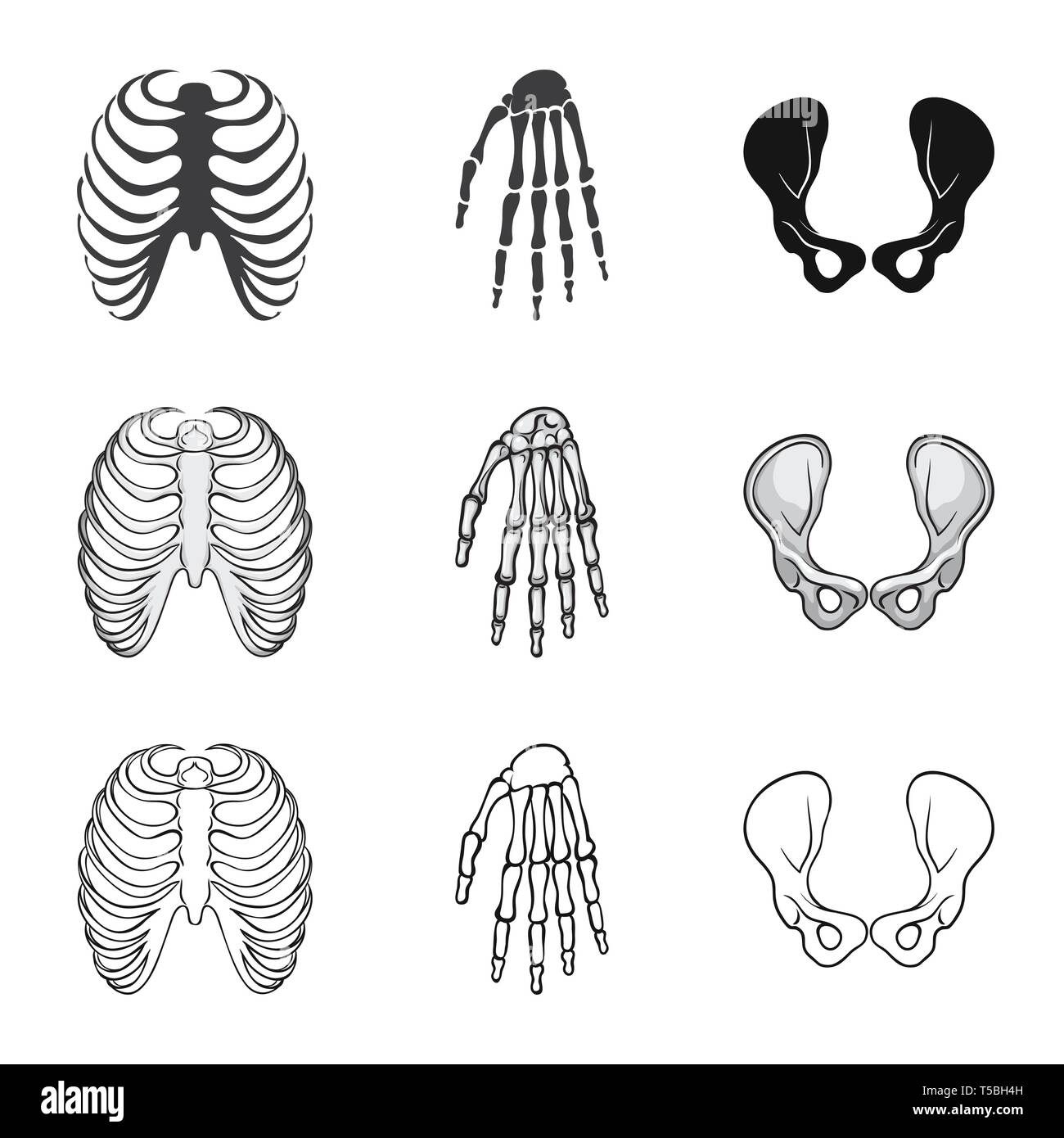 rib,wrist,hip,cage,hand,joint,xray,calcium,pelvis,body,structure ...