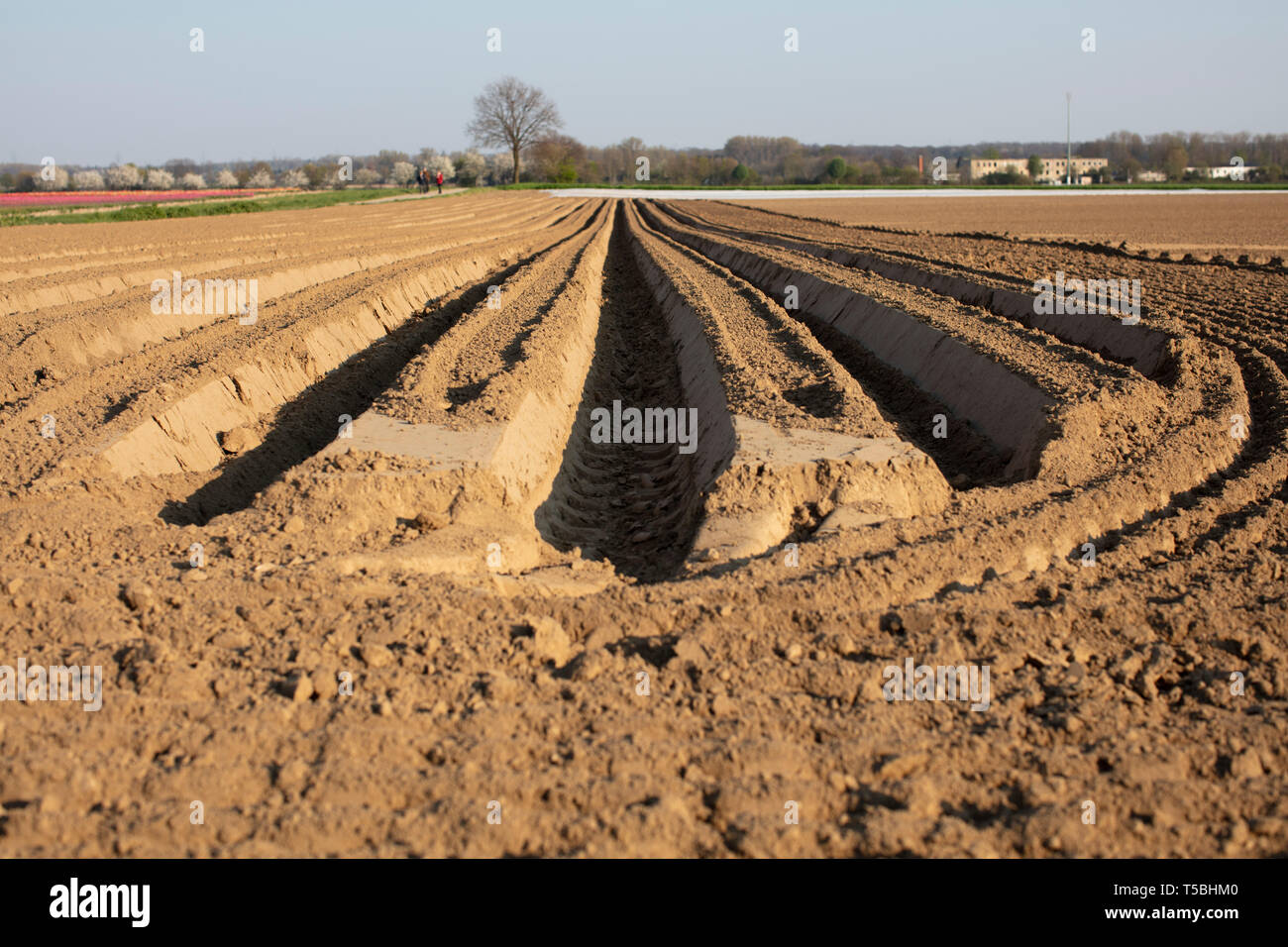 Kartoffel ernte hi-res stock photography and images - Alamy