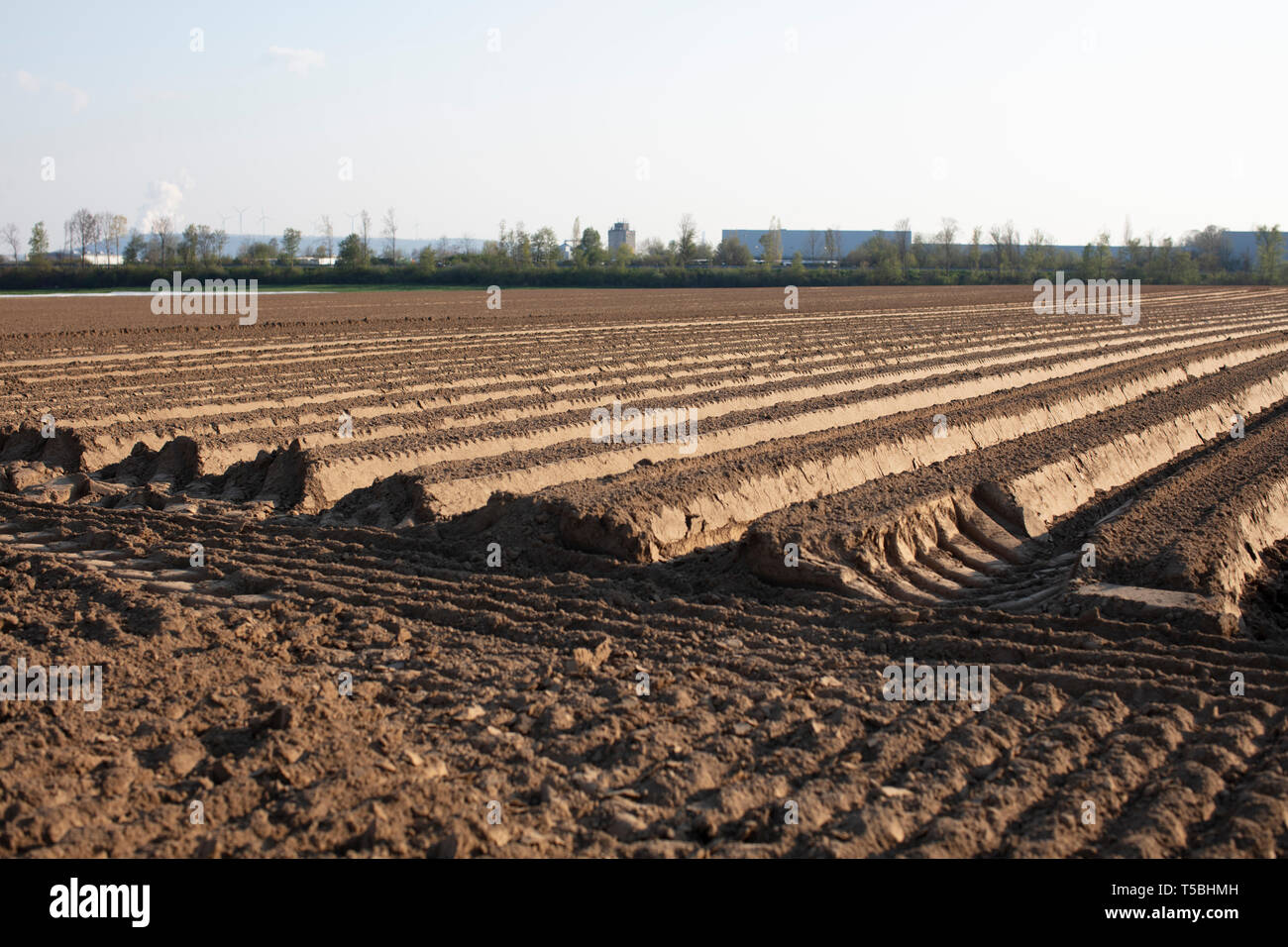Kartoffelfeld High Resolution Stock Photography and Images - Alamy