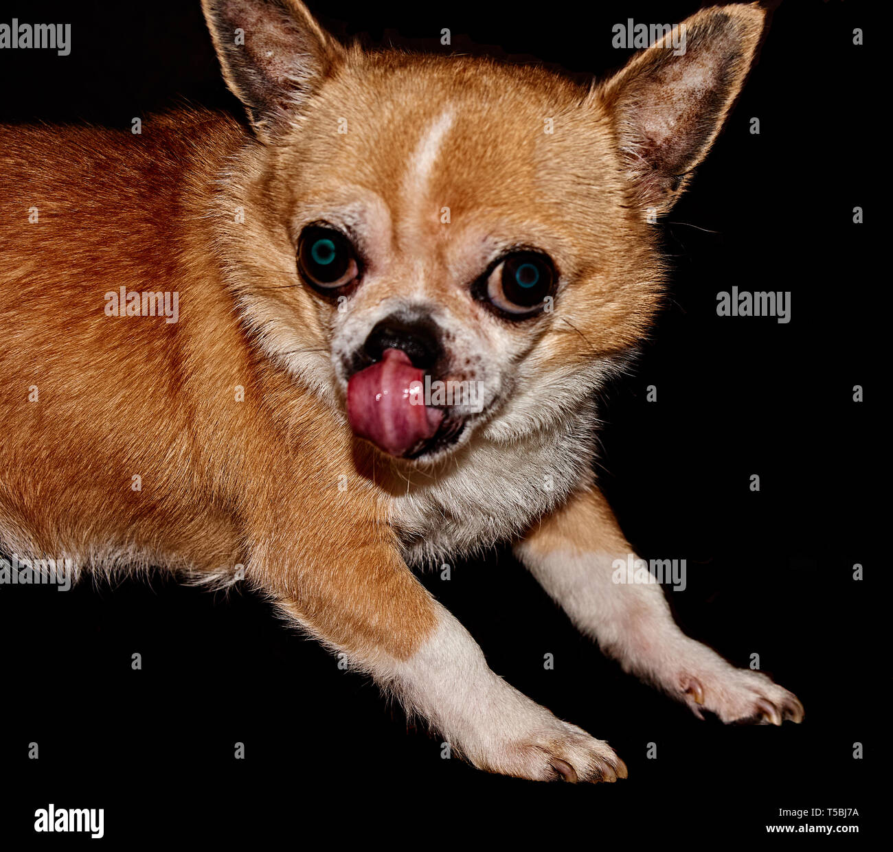Profile of the dog on a black background. A dog of the Chihuahua breed. Smooth-haired, red. He looks to the left. You can see the head, ears, eyes Stock Photo