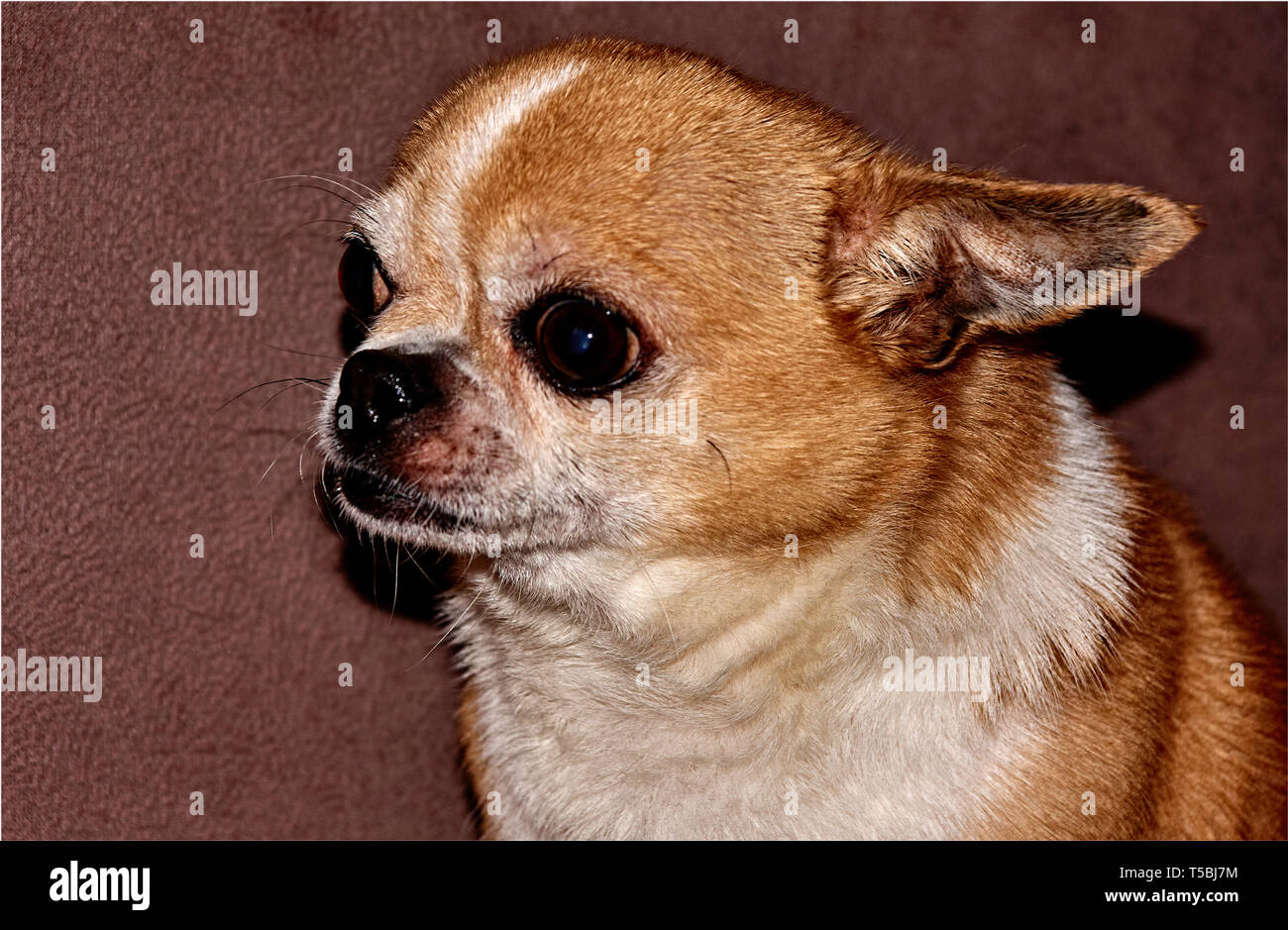 Profile of the dog on a black background. A dog of the Chihuahua breed. Smooth-haired, red. He looks to the left. You can see the head, ears, eyes Stock Photo