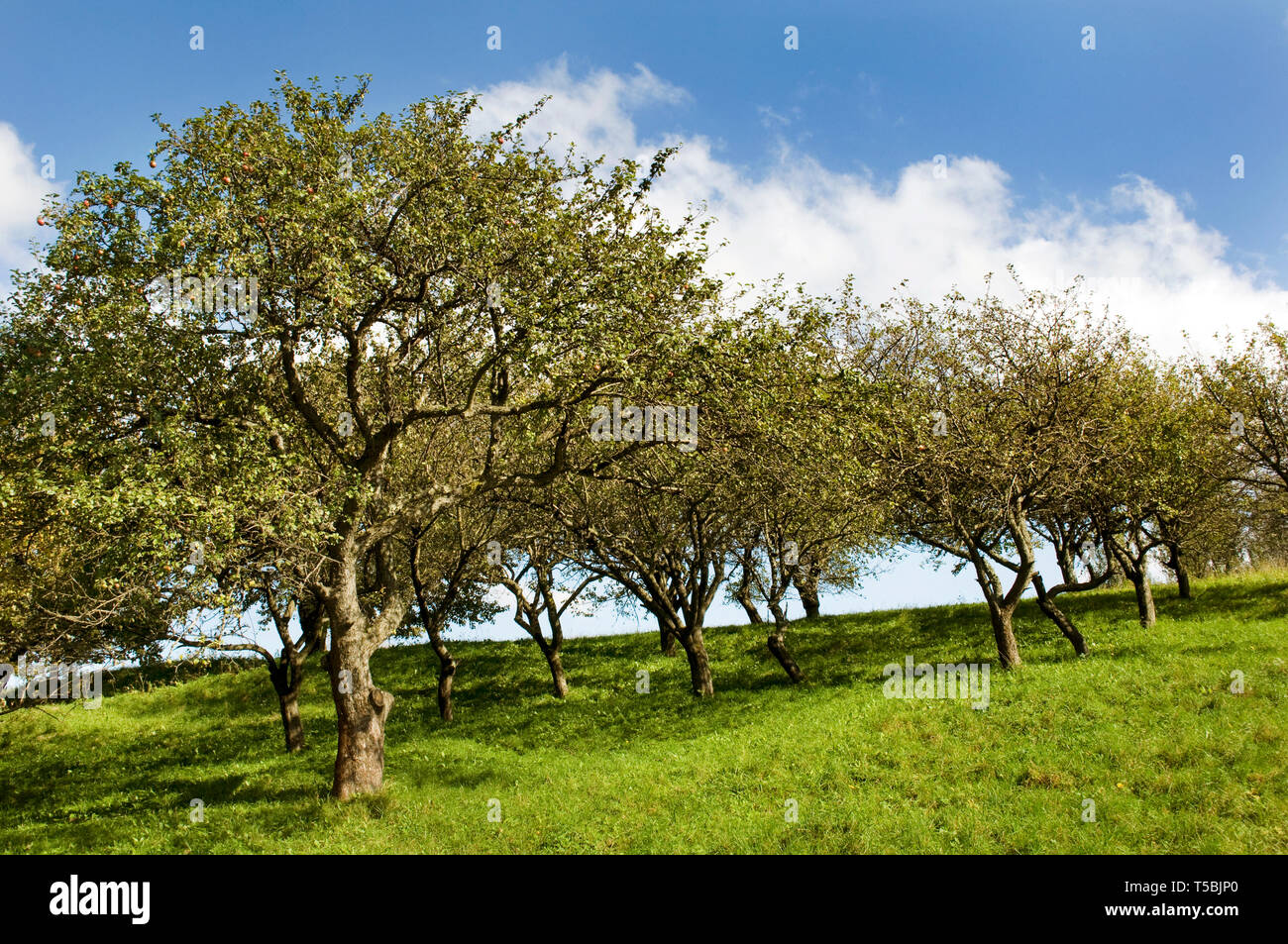 Apple ground august hi-res stock photography and images - Alamy