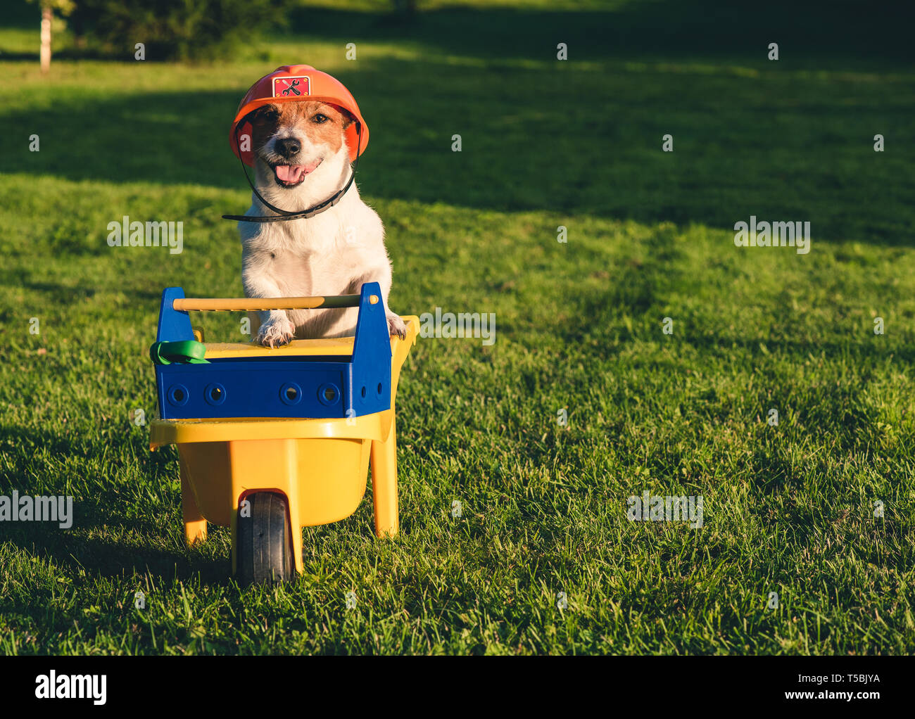 Dog wearing hardhat as a funny worker with cart and toolbox at backyard